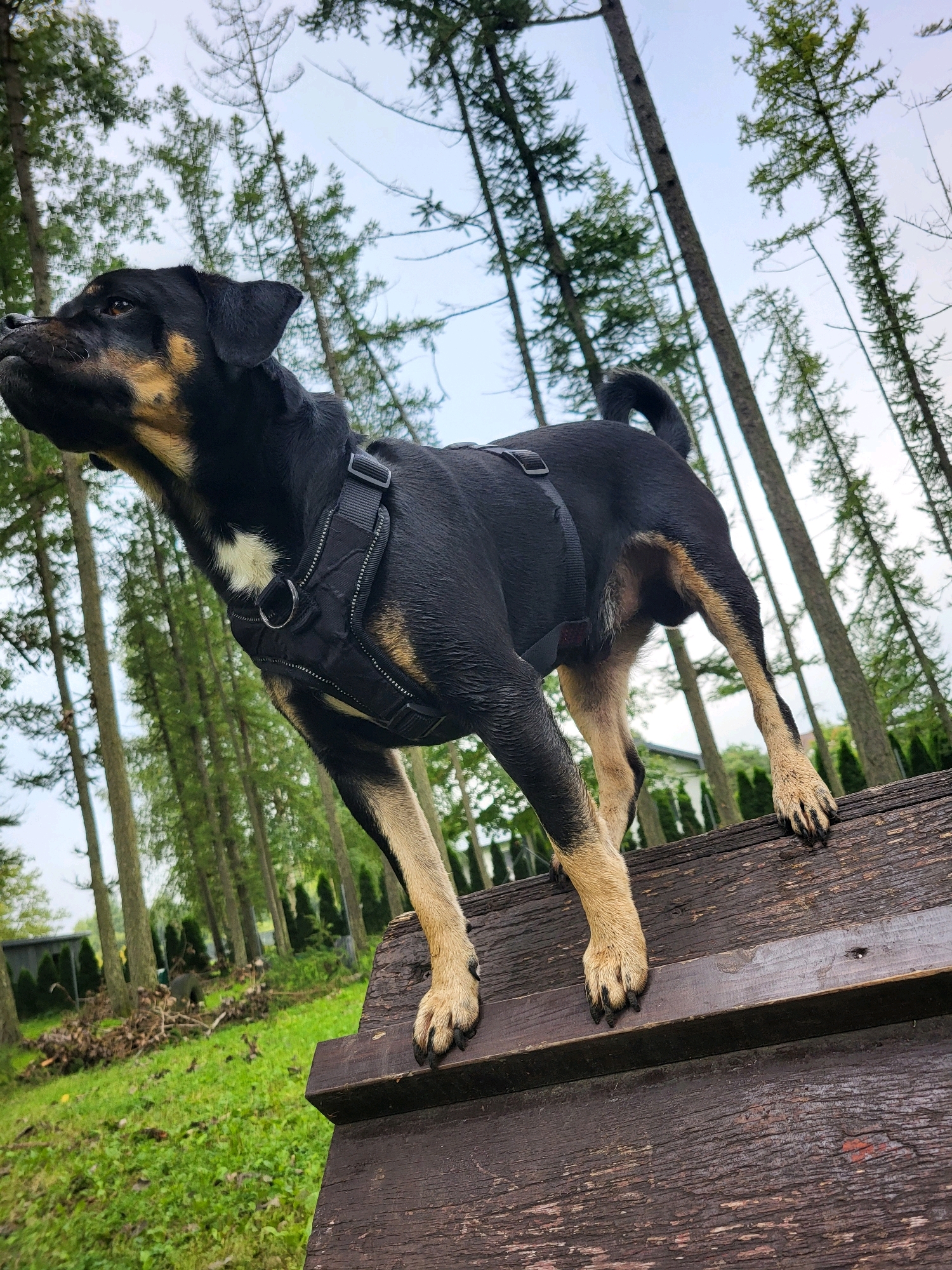 A medium-sized dog with black and tan fur stands on a wooden structure outdoors, with trees and a cloudy sky in the background. The dog is wearing a black harness. The ground is covered in green grass. In the distance, there are more trees and some buildings. The image appears to be taken in Jelgava, Latvia.
