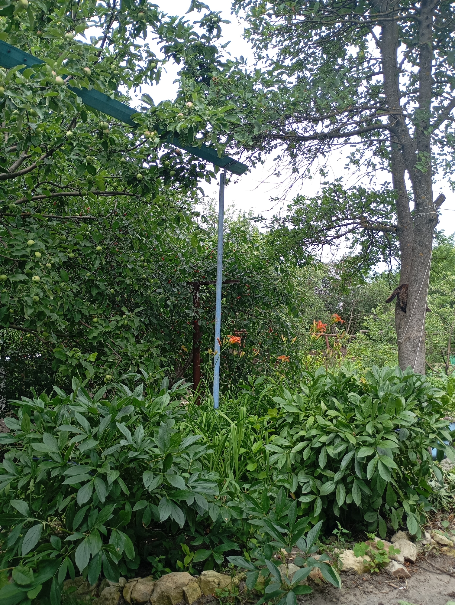 The image depicts a lush garden scene with dense foliage and a mature tree. In the foreground, large, leafy green plants form a thick hedge. Behind this, several orange flowers, likely daylilies, are visible amongst other green plants and grasses. To the right, a thick tree trunk with rough bark is prominent, with a thin white rope tied around its midsection. A dark-colored animal, possibly a cat, is clinging to the tree trunk, facing upwards. The background consists of a dense canopy of green leaves from various trees and shrubs, with glimpses of a cloudy sky peeking through. A blue pole, possibly part of a support structure, is visible on the right side of the frame, extending upwards. A green horizontal bar, also appearing to be a support, is seen in the upper left portion of the image, partially obscured by leaves and small green fruits. The ground in the foreground is covered with soil and scattered stones. The presence of the tree, flowering plants, and the overall garden arrangement suggest a residential setting. The image was taken in Krasnoarmeysk, Russia.