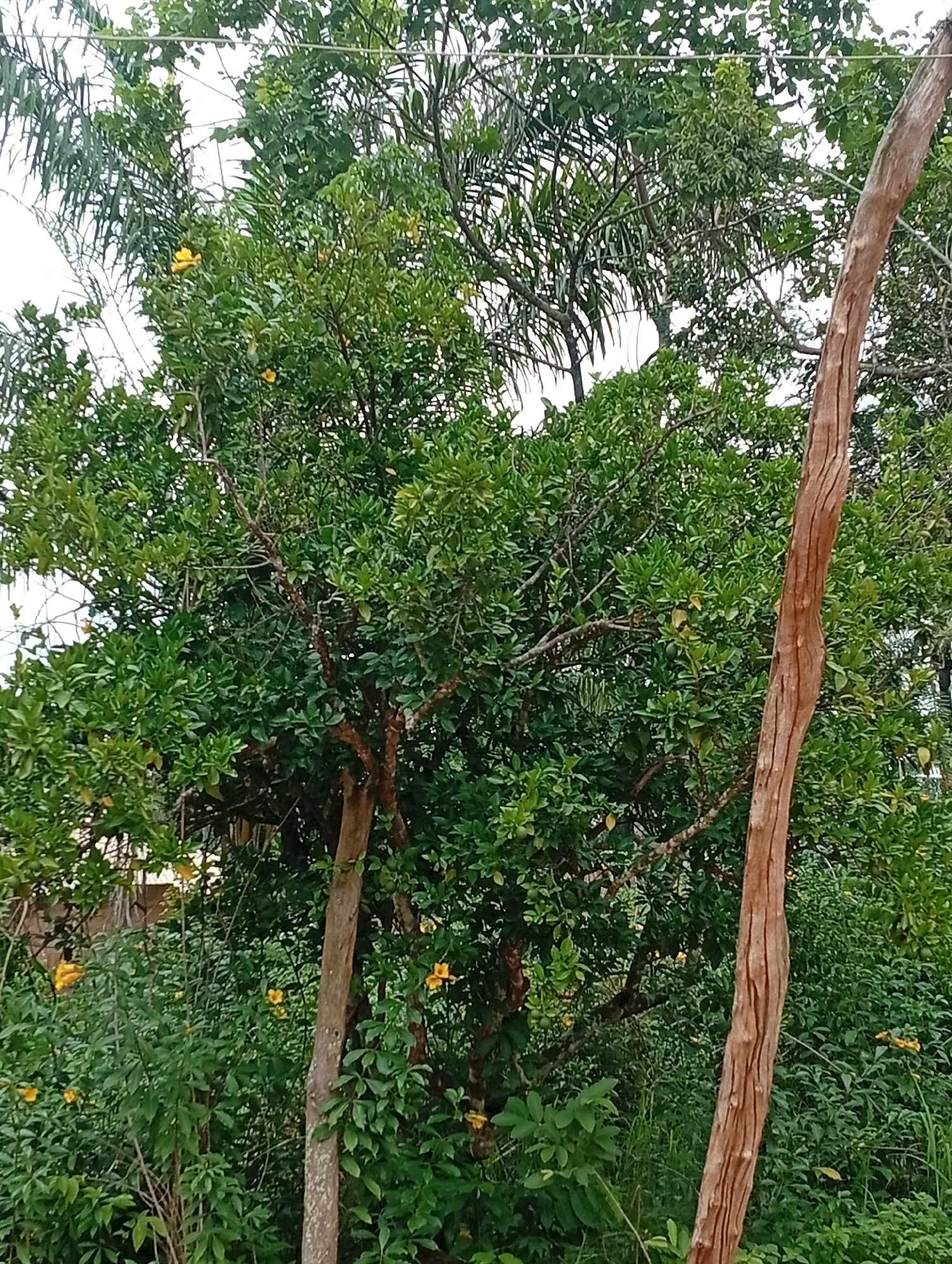 This image depicts a natural outdoor scene in Adda, Nigeria, featuring a lush green tree with several small yellow flowers in bloom. A prominent, dry, reddish-brown tree trunk stands vertically to the right of the flowering tree. The background consists of more dense green foliage and a bright, overcast sky. There are no people or animals visible in the image. The environment suggests a tropical or sub-tropical climate, with healthy vegetation.