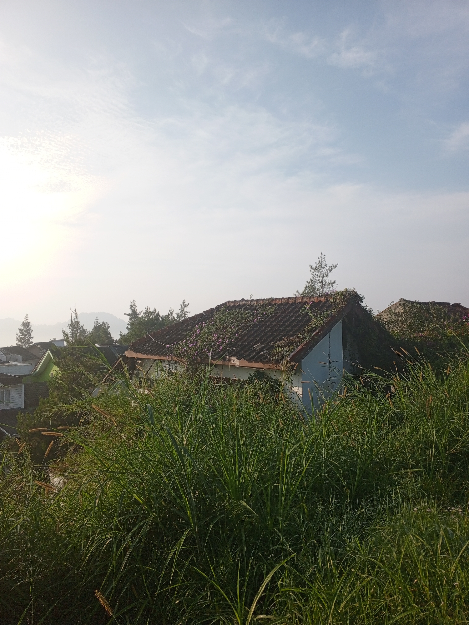 This image captures a tranquil, rural landscape in Weddagala, Sri Lanka, likely during the soft light of early morning or late afternoon. The foreground is dominated by a dense growth of tall, vibrant green grass and reeds, some featuring feathery seed heads, creating a natural, somewhat wild barrier at the bottom of the frame.
Beyond the immediate vegetation, several houses are visible, blending into the hillside scenery. These homes feature traditional reddish-brown tiled roofs, many of which are partially or heavily overgrown with lush green vines and some scattered pink or purple flowers, suggesting a humid climate and established plant life. One house in the midground distinctly displays a light blue gable wall. Interspersed among the dwellings and in the distant background are several tall, slender trees, possibly conifers, reaching towards the sky.
The background reveals a hazy expanse of distant hills or mountains, softened by atmospheric perspective. The sky transitions from a bright, almost white glow on the left, indicative of the sun's low position, to a soft pale blue on the right, dotted with wispy, scattered clouds. The overall impression is one of peaceful natural beauty and rustic charm. There are no people visible, nor any discernible activities taking place. No text is visible in the image.