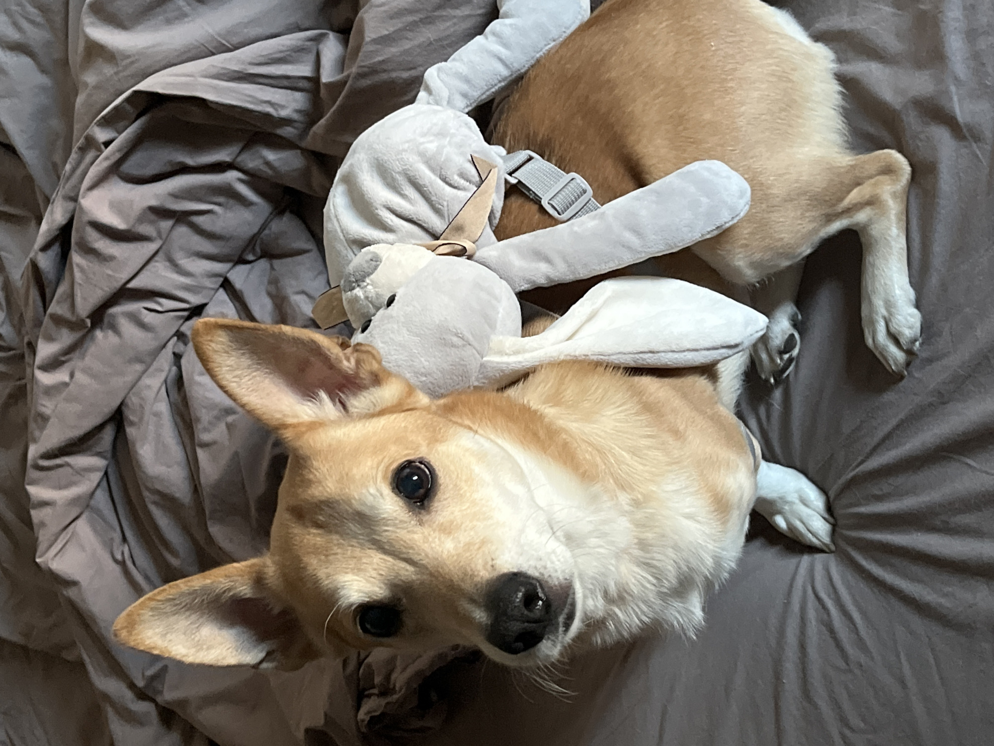 A light brown dog is lying on a grey bed, with a stuffed rabbit toy draped over its body. The dog is looking up at the camera with its ears perked up. The bedsheets are rumpled and cover the bed. The location is unknown.