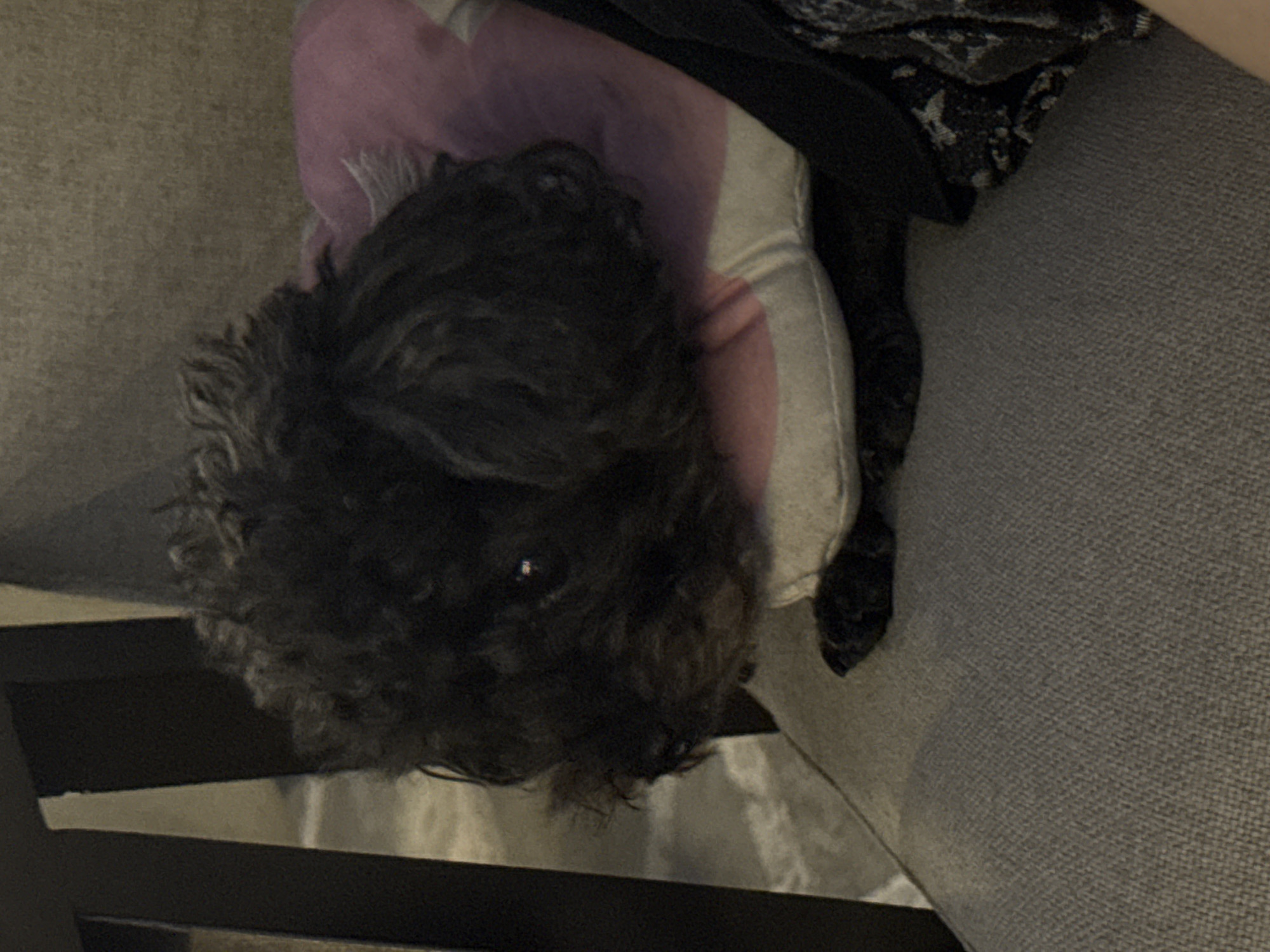 This image, taken in Đà Nẵng, Vietnam, features a small, black, curly-haired dog resting indoors. The dog is viewed from a slightly elevated perspective, with its head and upper body occupying the center of the frame. It is wearing a soft, light purple-pink recovery collar, which encircles its neck and extends outwards, suggesting it might be recovering from a procedure.
The dog's fur is dense and dark, with prominent curls, and one of its eyes is visible, reflecting a bright point of light, indicating alertness. It appears to be settled on a light grey or beige upholstered surface, likely a sofa or a large cushion. To the dog's right, a piece of dark fabric with a subtle, lighter patterned design is visible, possibly a blanket or part of another piece of clothing. In the lower left portion of the image, a dark, straight furniture element, which could be made of wood or metal, is present, partially framing the scene. The overall lighting is somewhat dim, creating a warm and subdued atmosphere. The dog's expression is neutral, appearing calm and relaxed despite wearing the collar. No text is visible in the image.