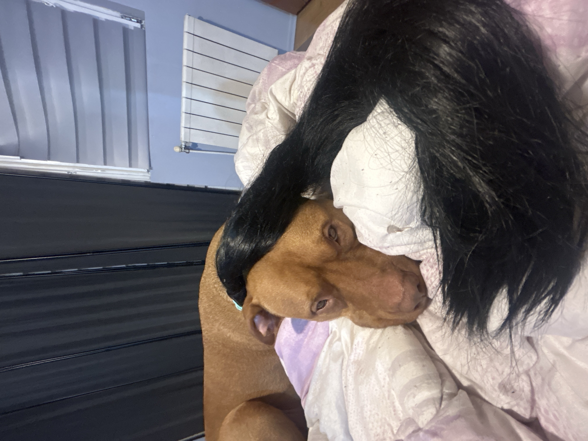 A brown dog with short hair is lying on a bed covered in white and purple patterned bedding. A black wig sits atop the dog's head. In the background are white window blinds and a white radiator. The location is Unknown, Unknown.