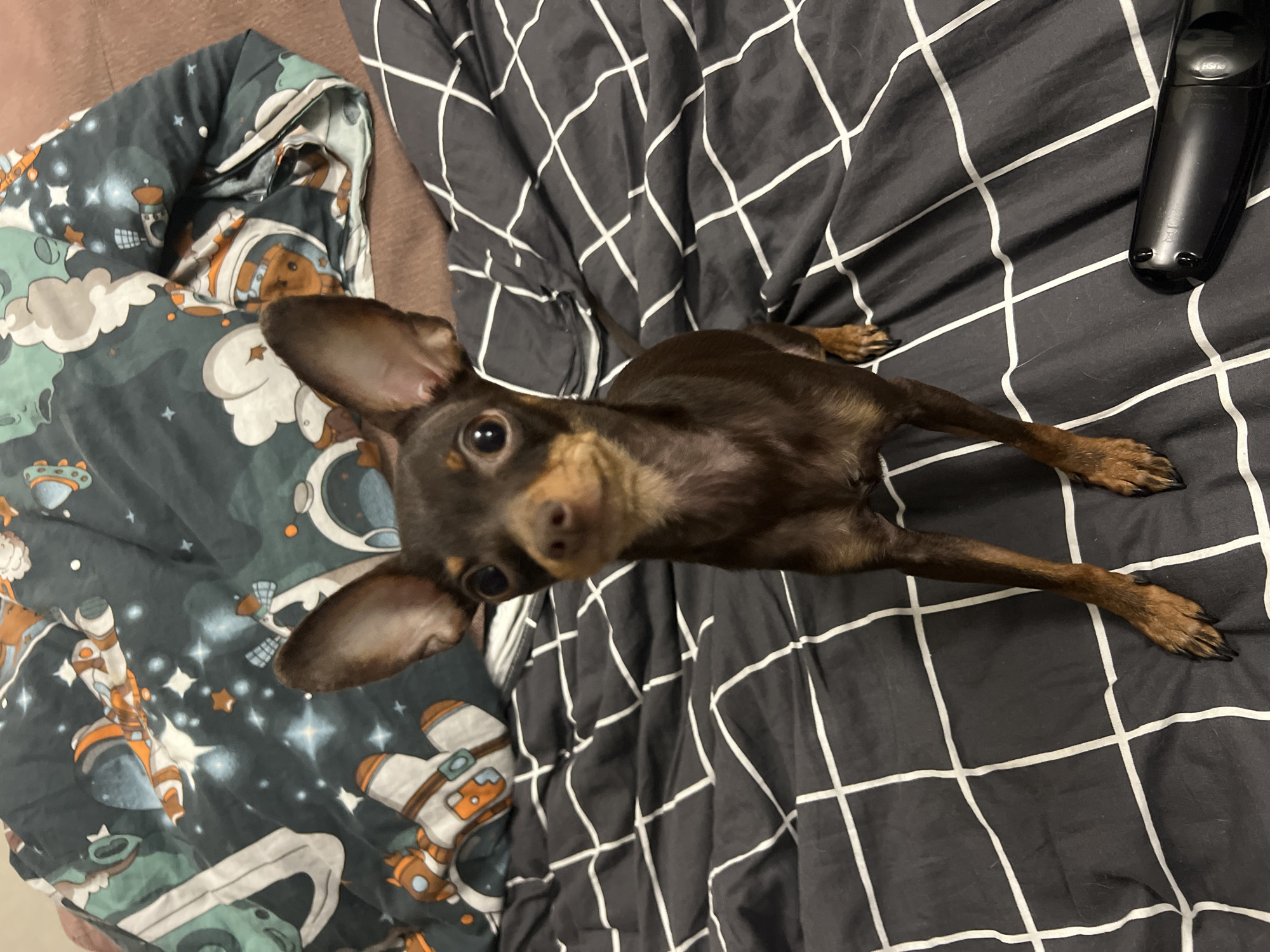 A brown and tan Russian Toy Terrier dog is lying on a bed. The bed has two different bedspreads. One is grey and white with a grid pattern. The other is a darker grey with a cartoon space theme. A black remote control is on the grid patterned bedspread. The image was likely taken indoors. It is not possible to determine from the image that the location is in the city of Chaikovsky, Russia.