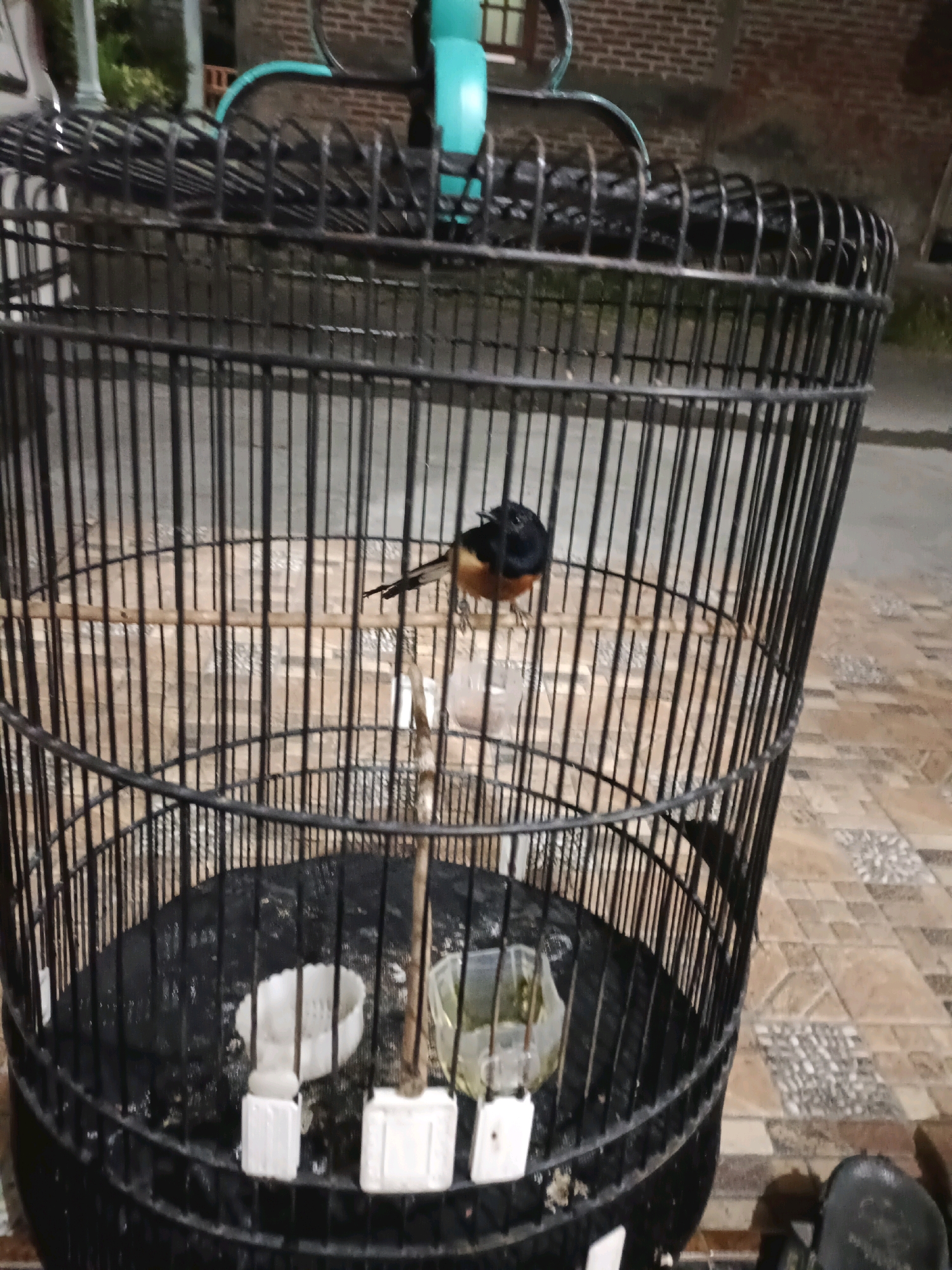 A black metal birdcage containing a single bird is positioned outdoors on a tiled surface. The bird, with dark plumage on its head and wings and orange-brown coloring on its chest and abdomen, is perched on a wooden dowel. Inside the cage, there are two small white containers, one appearing to be a food dish and the other a water dish. The cage itself is cylindrical with vertical bars and a rounded top. In the background, a brick wall and a turquoise object are visible. The lighting suggests it is either dusk or dawn, or an overcast day. The scene appears to be in a residential area, possibly a yard or patio, in Rancang Kencono, Indonesia.