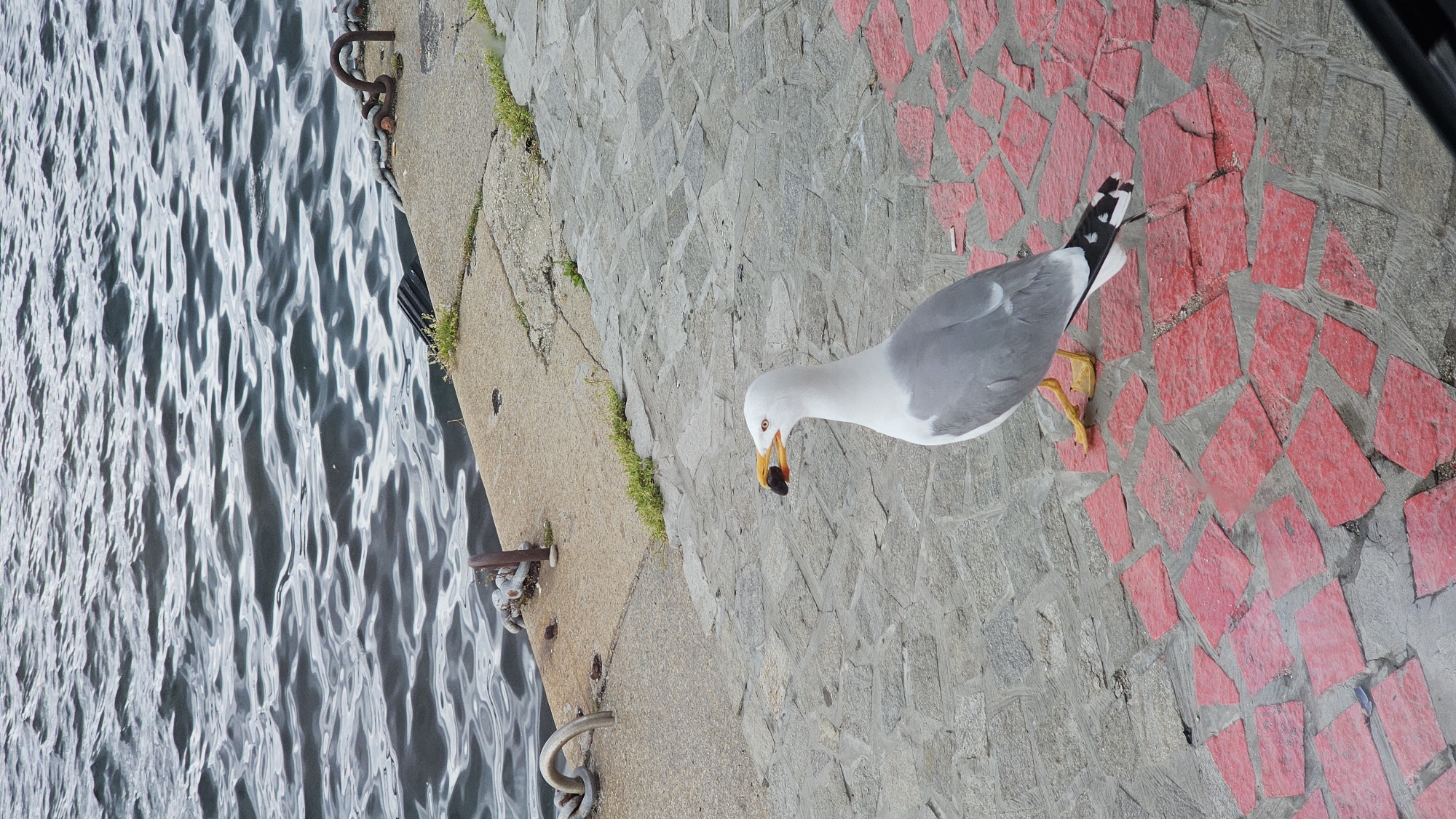 The image captures a seagull standing on a paved area next to water, likely a quay or harbor. The seagull is predominantly gray and white, with a yellow beak. It stands on yellow legs, its tail extending onto an area with red-painted paving stones. The paving consists of irregularly shaped stones, and the red paint seems to be applied to certain sections. The water appears dark and rippled. The image suggests the location is likely near the sea, and the presence of chains and metal fixtures indicates a dock or harbor setting. The location is in Varna, Bulgaria.