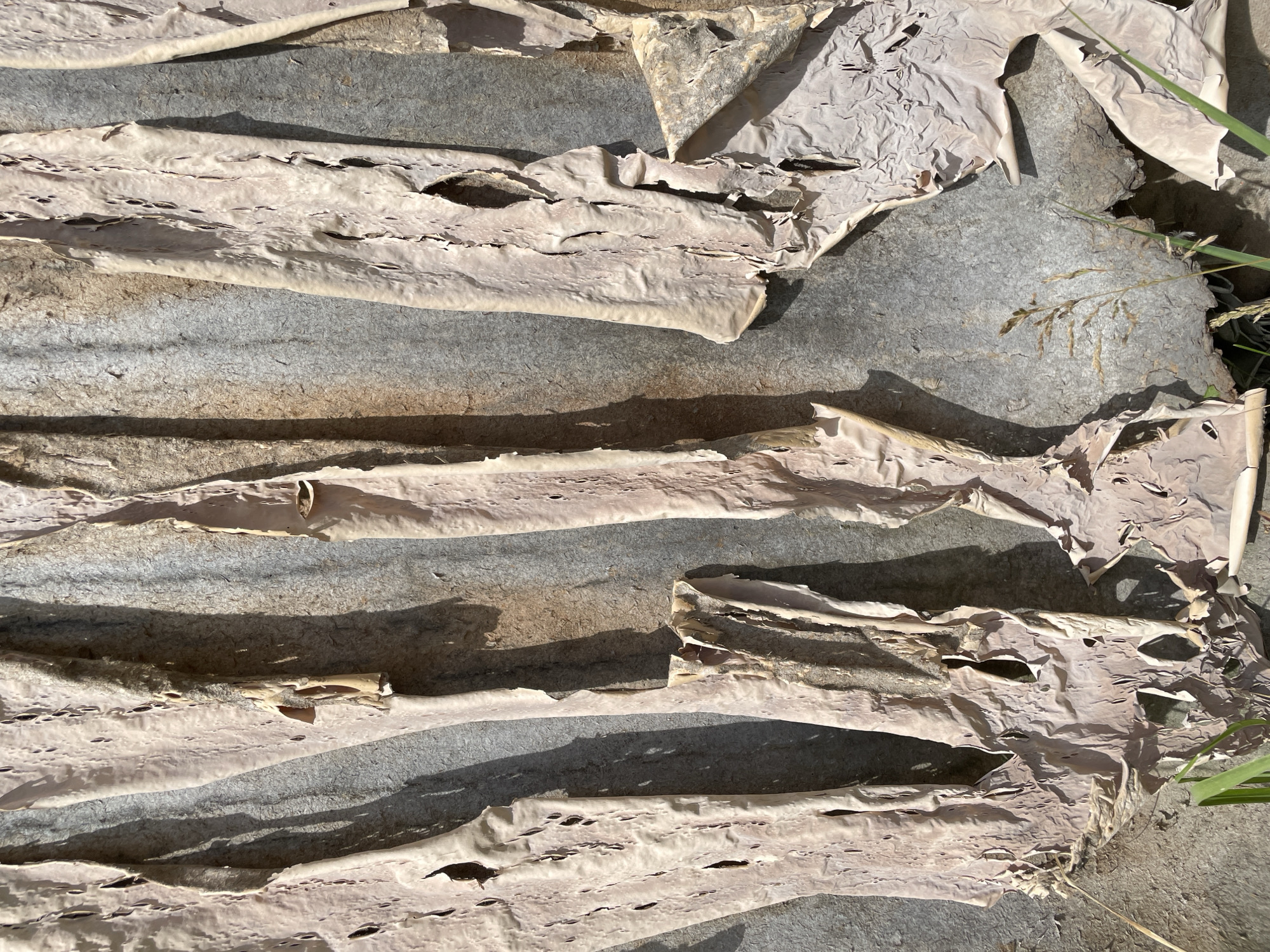The image shows a close-up of peeling, papery material against a textured, grey background. The material is a light, dusty pink color and hangs in irregular strips, some of which are torn and show holes. Shadows cast by the peeling material create a sense of depth and texture on the background. A few blades of dry grass and green grass are visible at the bottom of the frame. The overall impression is of decay or weathering. The location is described as Unknown, Unknown.