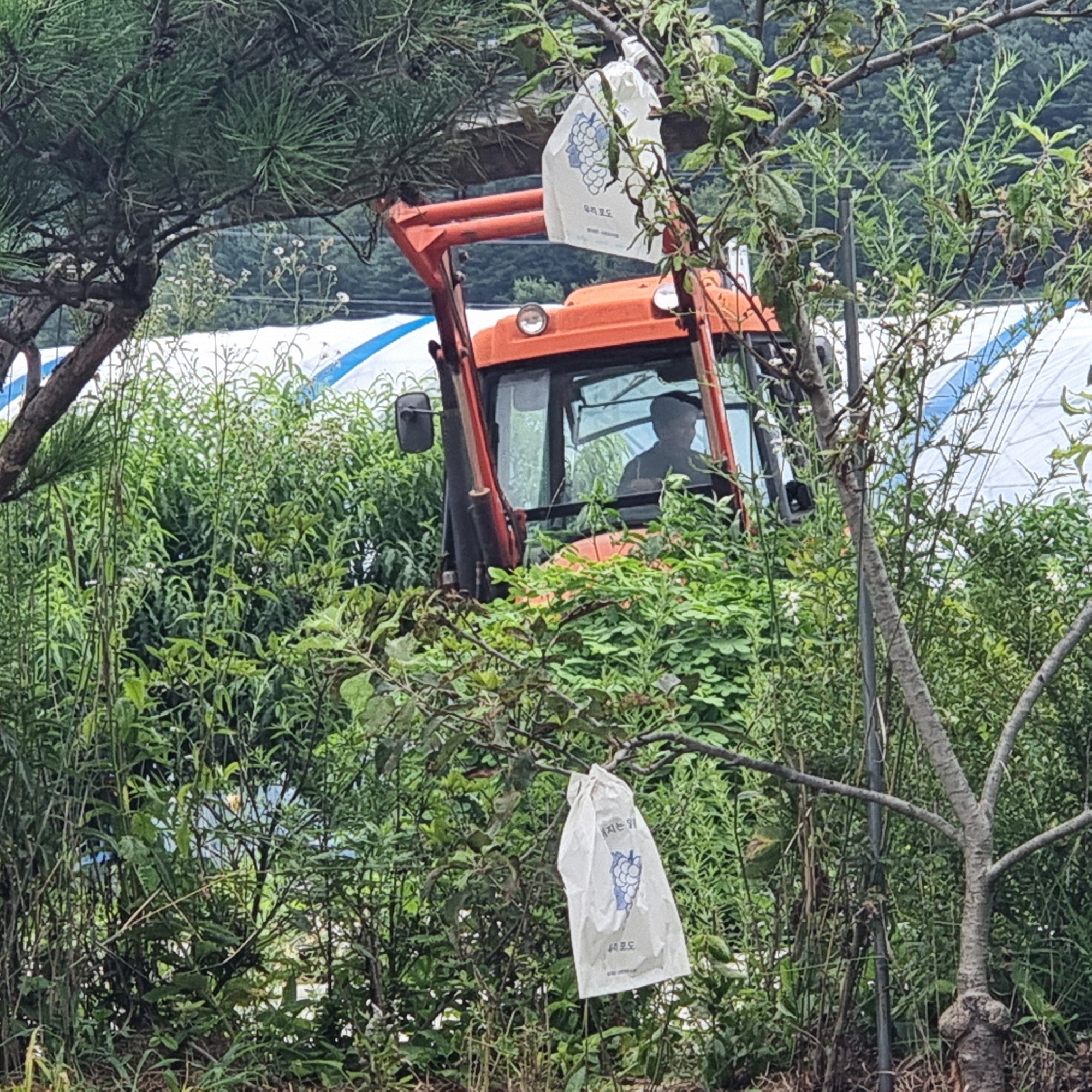 An orange tractor is parked amidst dense green foliage in Dunnae-myeon, South Korea. A person wearing a dark shirt is visible inside the tractor's cabin, appearing to be operating it. Two white bags with a drawing of grapes and Korean text are hanging from branches in the foreground, one above the tractor and another to the right of it. The overall environment suggests an agricultural setting, possibly a vineyard or orchard.