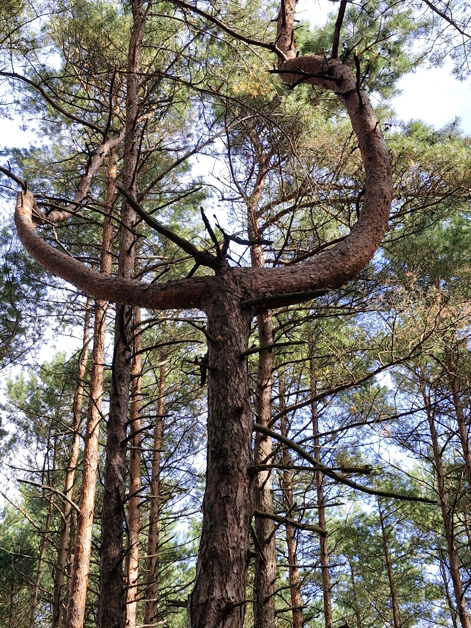 A low-angle shot captures the unique structure of a pine tree in Neringa, Lithuania. The tree's main trunk splits into two large branches that curve upwards and inwards, forming an almost circular shape at the top, resembling a horseshoe or an archway. Surrounding this distinctive tree are other tall pine trees with their branches and needles filling the frame against a bright sky. The bark of the trees is textured and reddish-brown. The scene is set within a forest environment.