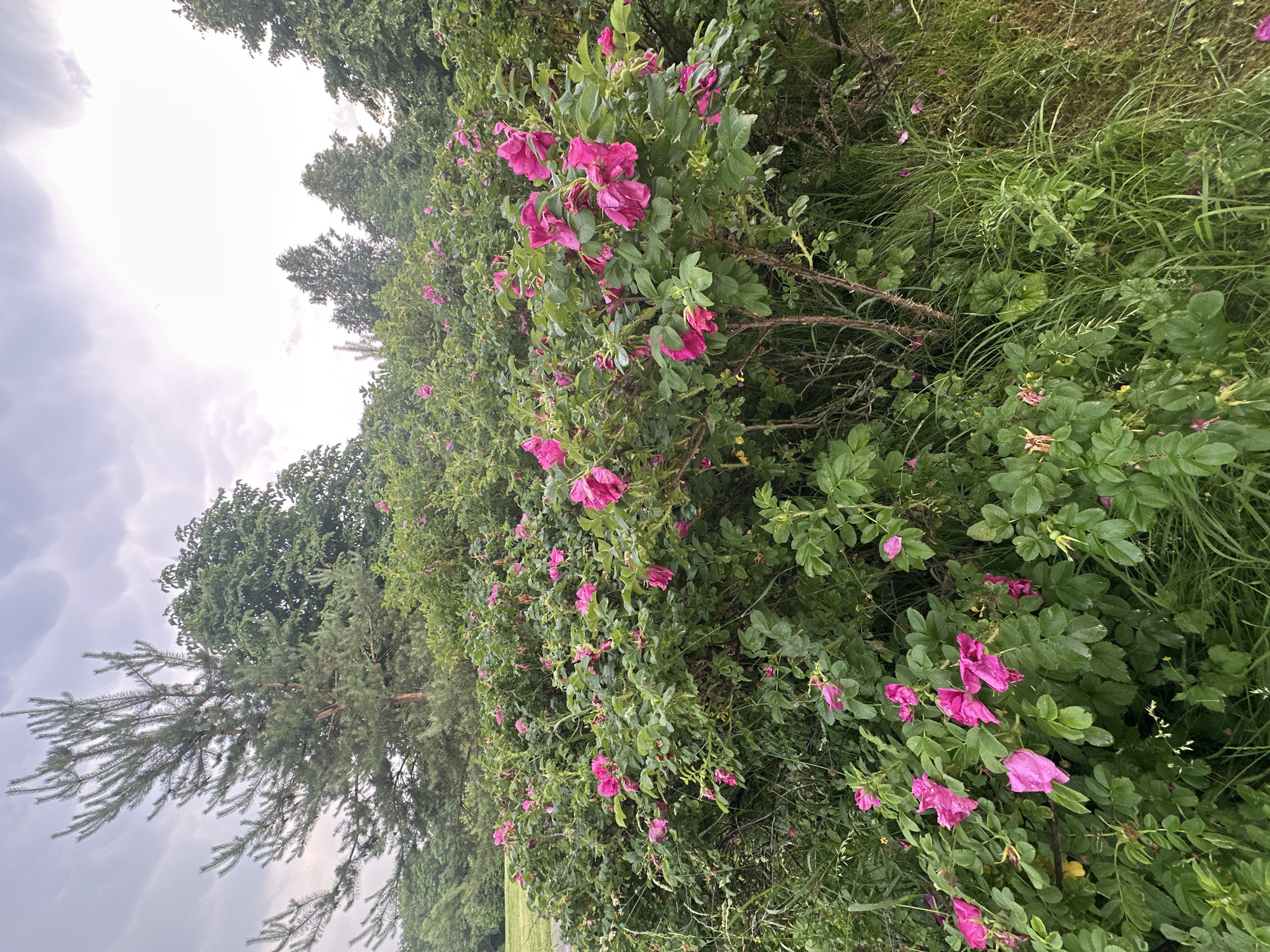 The image depicts a lush, overgrown rose bush with abundant bright pink flowers in full bloom. The bush is dense, with a thick canopy of green leaves and thorny branches visible. Several individual flowers are in focus, showcasing their delicate petals. The background features a mix of trees, including a tall pine tree on the left, and a slightly overcast sky with soft clouds. The foreground consists of green grass and more of the rose bush's foliage. The overall scene suggests a natural outdoor setting, possibly a park or a garden, located in Khimki, Russia. There are no people or animals present in the image.