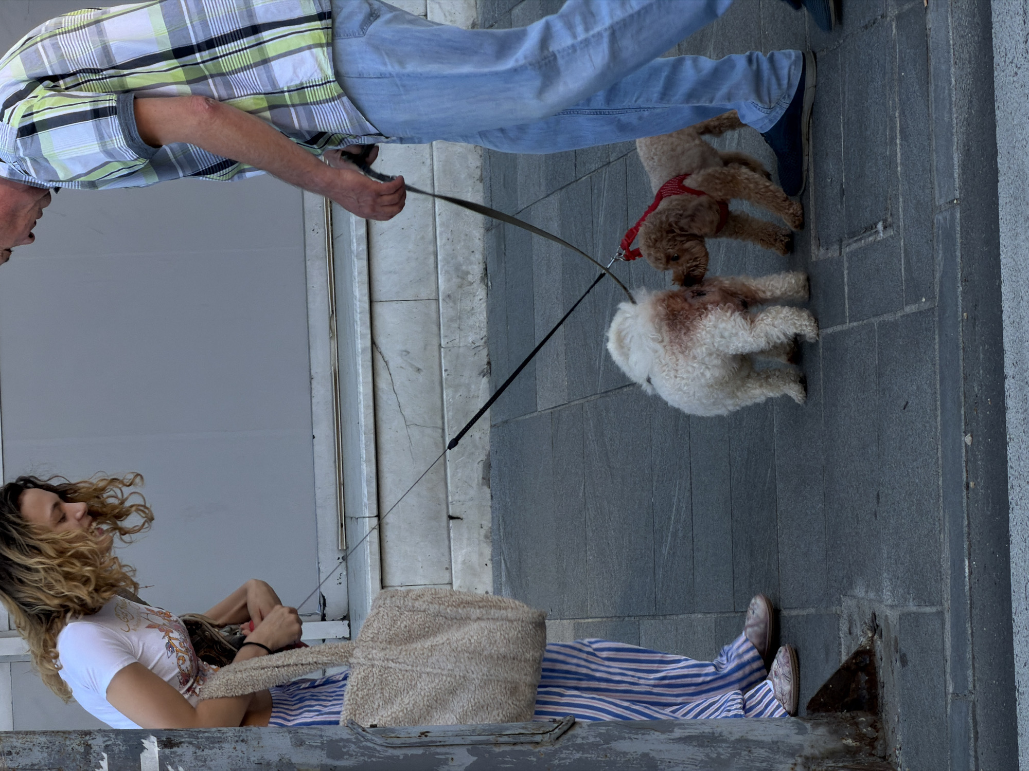 In Belgrade, Serbia, two people, a woman and a man, are walking two dogs on leashes. The woman, on the left, has curly blonde hair and is wearing a white t-shirt with a graphic print and striped pants. She is carrying a large, fuzzy beige tote bag. The man, on the right, is wearing a checkered short-sleeved shirt and blue jeans. The two dogs, both poodle mixes, are interacting closely on the sidewalk. One dog is white and fluffy, and the other is reddish-brown and wearing a red harness. The sidewalk is paved with dark grey rectangular tiles. In the background, there is a light grey wall. A metal pole, possibly part of a street sign or railing, is visible on the far left of the frame. The scene appears to be outdoors in an urban setting during daylight.