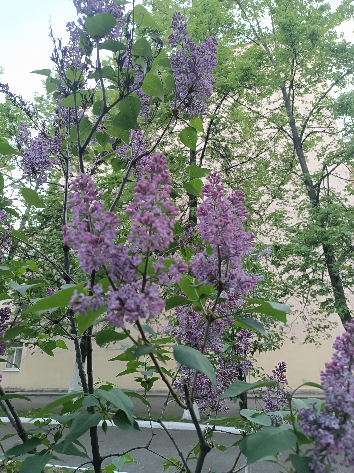 The image shows lilac bushes in full bloom. The scene includes flowering lilac bushes with prominent purple blossoms and green leaves. In the background, there are deciduous trees with green leaves, a multi-story beige building with windows visible, and an asphalt walkway. The location is Chaikovsky, Russia. No people are visible in the image.