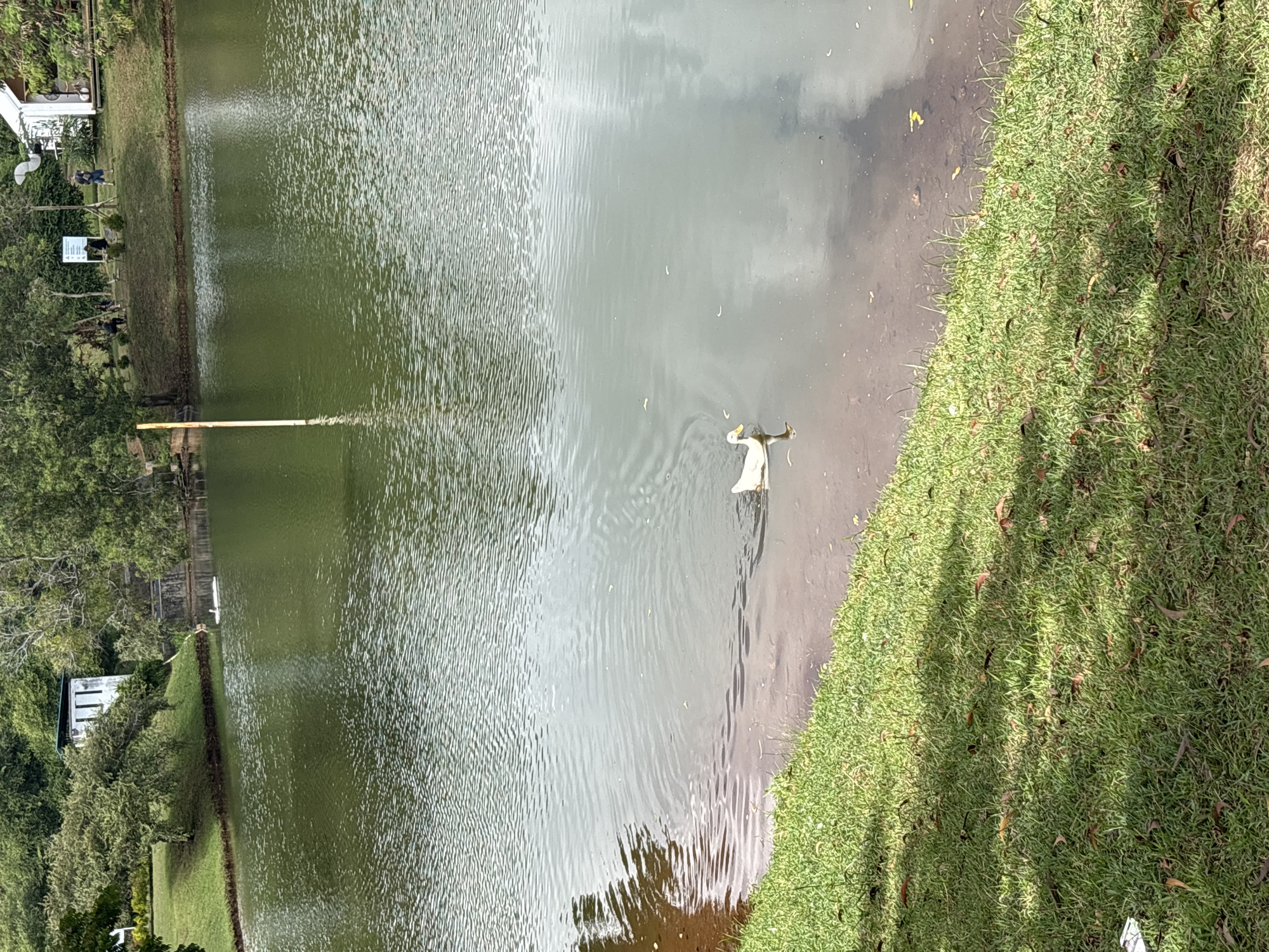 A landscape photograph shows a body of water, possibly a pond or small lake, in what could be a park-like setting. The water is mostly green, reflecting the sky and surrounding vegetation. There is an egret wading at the edge of the water. The edge of the water is lined with grass and there are trees along the side. Buildings are visible in the background. The location is Kuta Selatan, Indonesia.