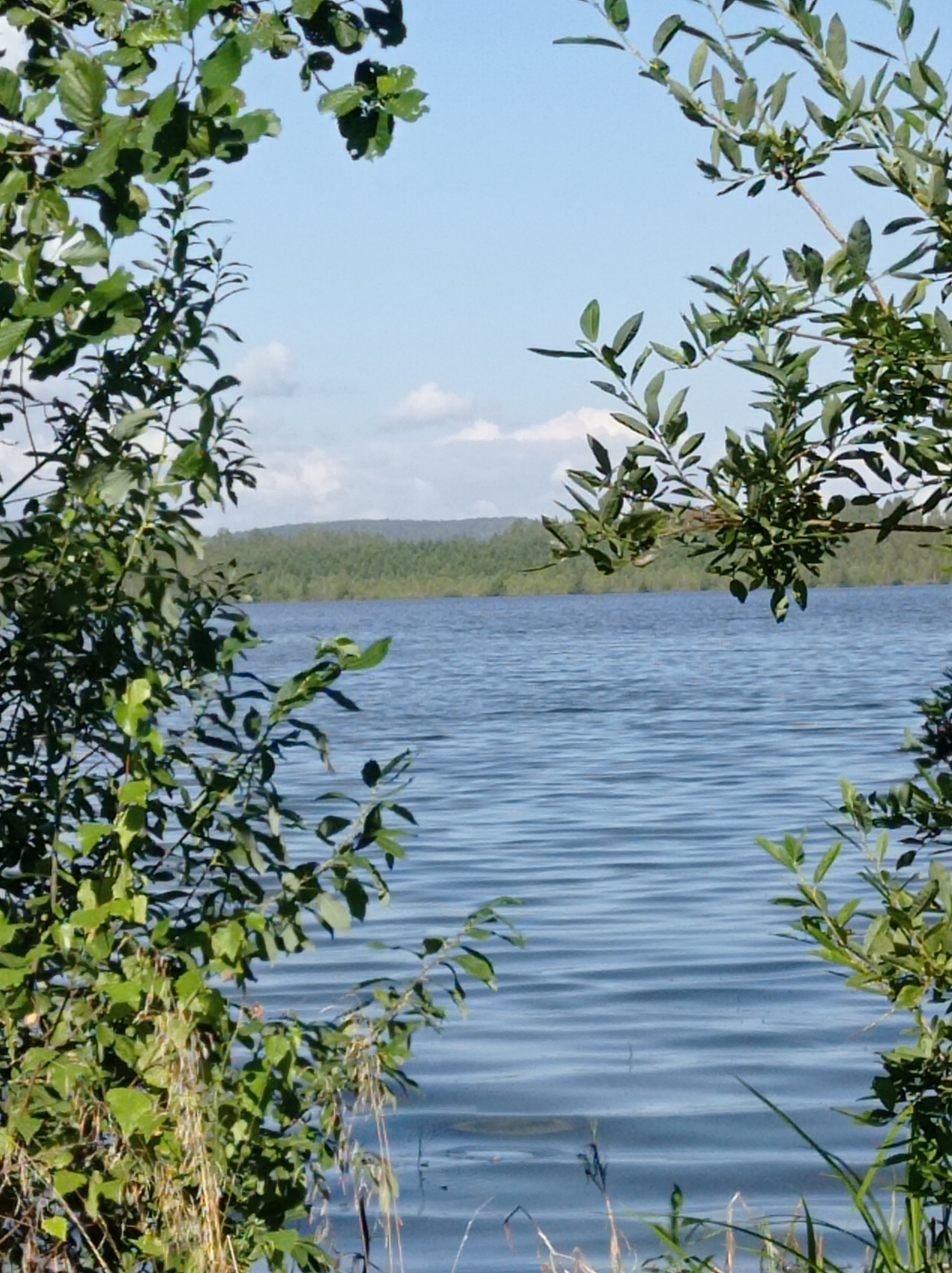 The image captures a natural scene of a calm body of water, likely a lake or reservoir, seen through a frame of lush green foliage. The water's surface is slightly rippled, reflecting the clear blue sky with scattered white clouds. In the distance, a dense forest covers rolling hills, creating a verdant backdrop. The foreground is dominated by the branches and leaves of trees and some tall grasses, which are in sharp focus. The lighting suggests it is daytime with natural sunlight. The scene appears to be a serene outdoor environment, possibly a park or a natural reserve. The location is identified as being in the city of Degtyarsk, Russia. There are no people or artificial structures visible in the image.
