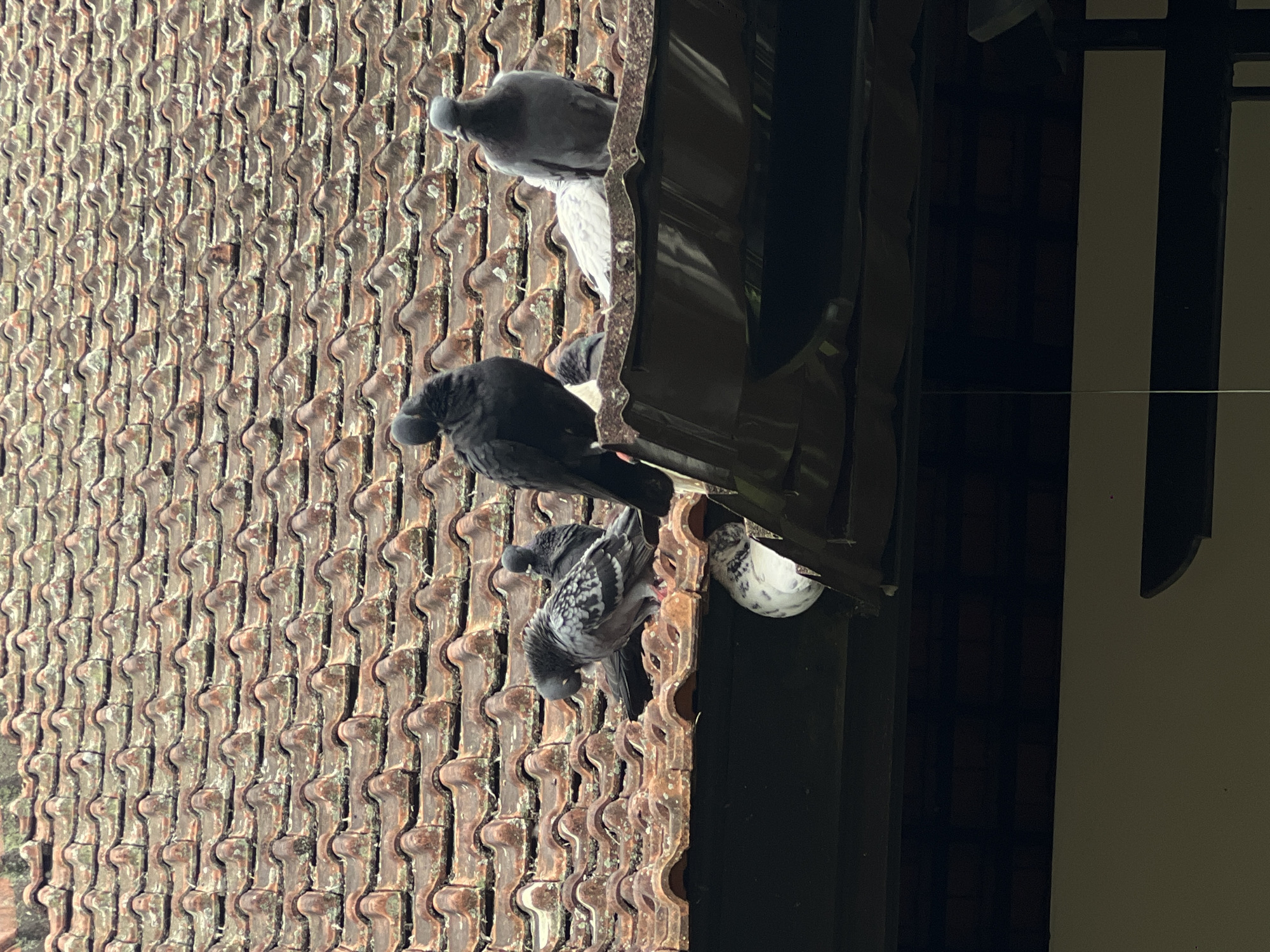This image, taken in Pupuan, Indonesia, captures several pigeons resting on a tiled roof adjacent to a building structure. The photograph appears to be rotated 90 degrees clockwise; when viewed upright, the roof extends across the lower and central left portions of the frame, with the building situated to the right.
The roof is covered with numerous reddish-brown, S-shaped clay tiles, which show signs of weathering and some green discoloration, indicating their age and exposure to the elements. These tiles form a dense, textured pattern.
Approximately five pigeons are visible. Three are perched directly on the tiles near a dark overhang or gutter that runs horizontally across the upper-middle of the image. One is a dark gray pigeon with some lighter feathers, another is predominantly dark, and a third is gray with mottled white patterns. A fourth pigeon, mostly white with dark specks, is nestled underneath this overhang, while a fifth, darker pigeon is partially visible further up on the roof edge. The pigeons appear to be calm, either resting or observing their surroundings.
To the right of the overhang is a deeply shadowed area, suggesting an interior space or a recessed part of the building, possibly a window opening or a dark alcove. A thin, light-colored wire stretches horizontally across this dark area in the far right.
The scene depicts a calm daytime moment, likely under an overcast sky or indirect light, as evidenced by the diffused illumination on the roof tiles and the deep shadows on the adjacent structure. No text is visible in the image.