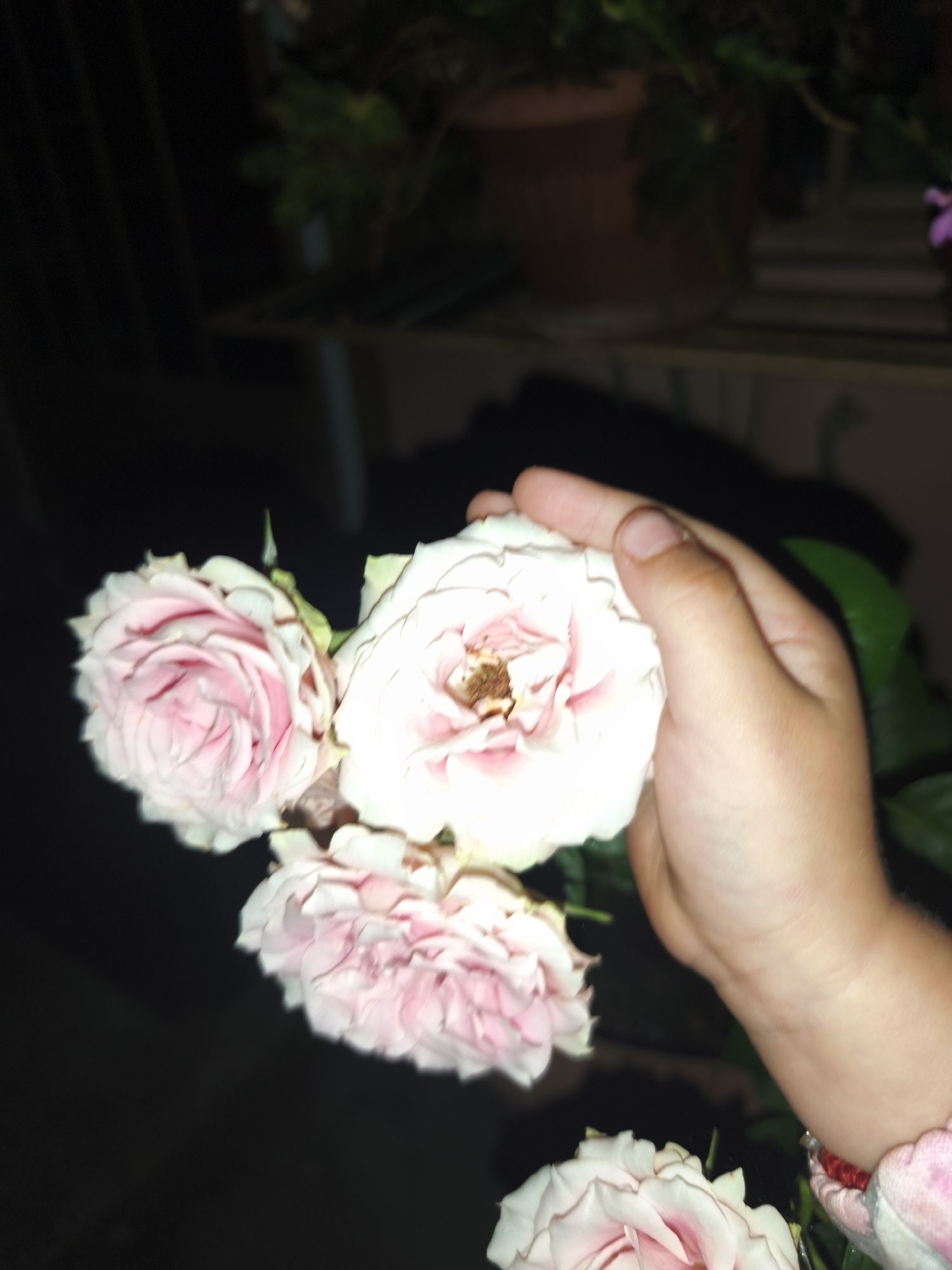 A close-up, dimly lit, vertical shot shows a hand gently holding a cluster of light pink roses. The roses are the primary focus, with their delicate petals and slightly curled edges. The background is dark and blurred, suggesting an indoor or evening setting. A small portion of a plant and a terracotta pot are visible in the upper background. The hand appears to be that of a child, with a rounded thumb and fingers. A red and white bracelet is visible on the wrist. The scene does not provide any information to suggest a specific location in Marinka, Bulgaria.