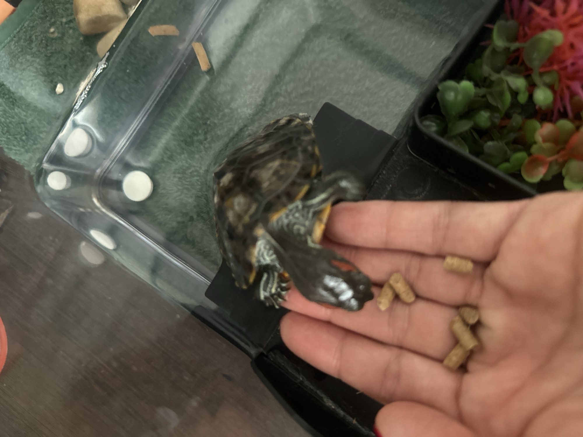 A person's open palm is holding several pieces of pellet food. A small turtle is positioned above the hand, its head and front legs extending forward, appearing to be reaching for the food. The turtle has intricate patterns on its shell and skin. The scene is viewed from a high angle, looking down into a tank or enclosure containing green artificial plants and water. The background shows a wooden surface and the transparent walls of the enclosure. The image does not contain any information that would allow for determining the location within the city of Novoaltaysk, Russia.