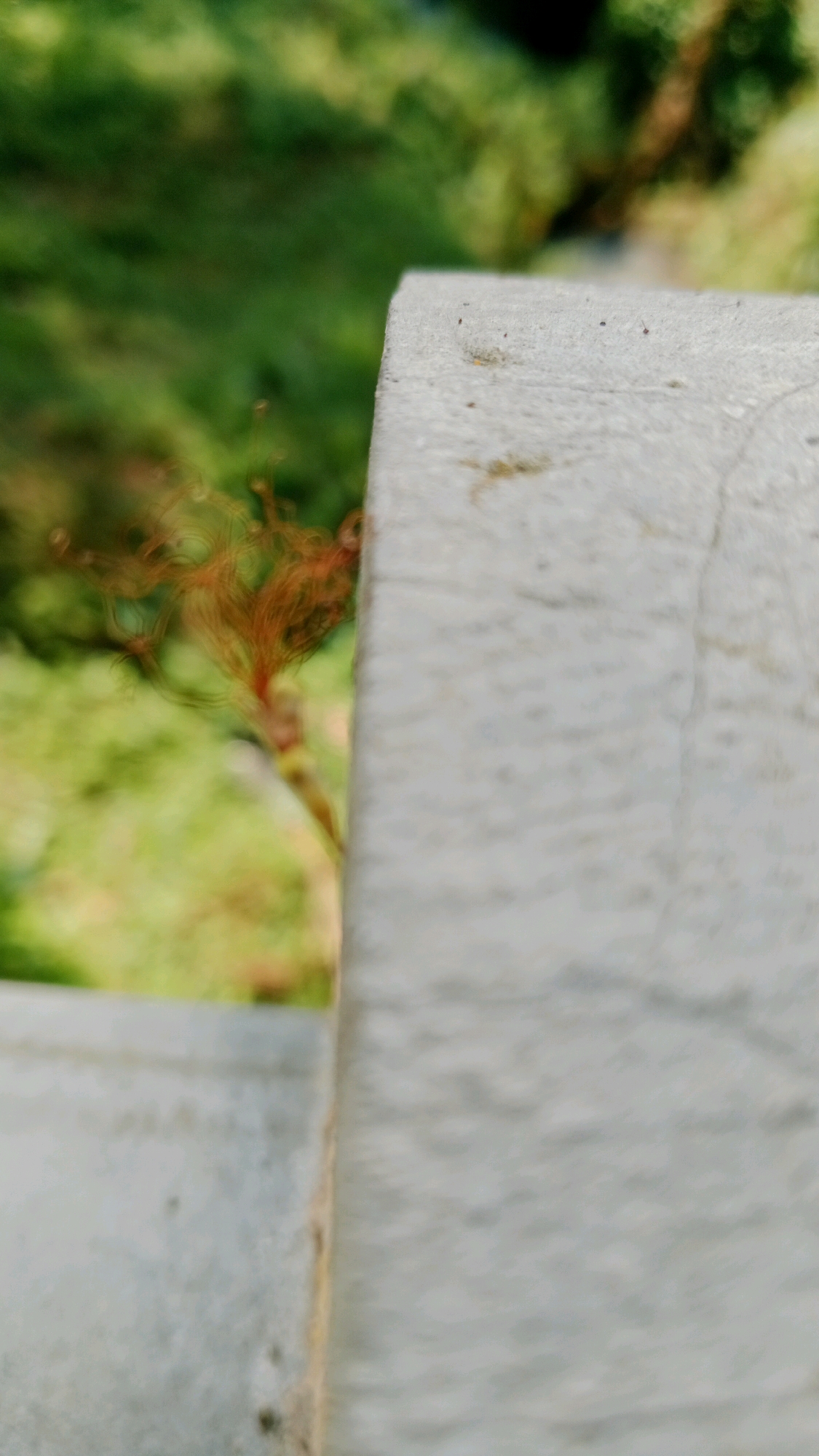 A close-up, shallow depth of field photograph shows a blurred natural environment in the background, characterized by green foliage. In the foreground, the textured surface of a light gray, concrete structure occupies the right and bottom portions of the frame. A few dark specks, possibly dirt or small insects, are visible on the concrete surface. To the left of the concrete structure, a cluster of thin, reddish-brown, hair-like organic matter is blurred and indistinct. The image does not provide enough detail to determine the specific location within Balegondo, Indonesia.