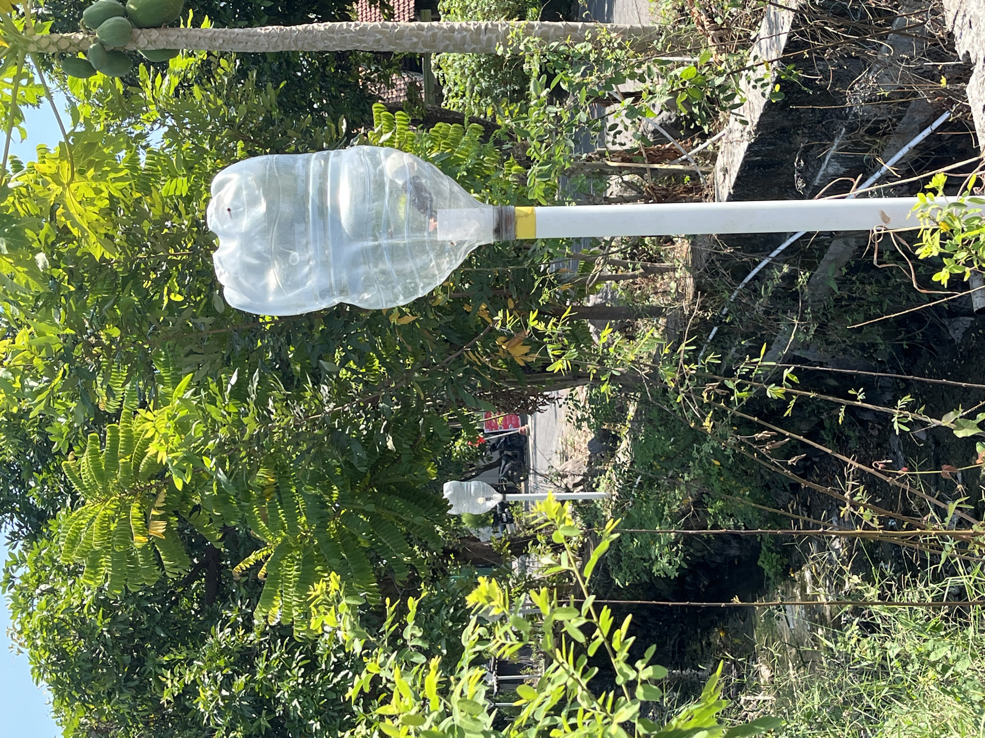 In Pesawahan, Indonesia, a clear plastic bottle, possibly modified as a trap or dispenser, is mounted on a white pole in a natural outdoor setting. The bottle's top section is inverted and appears to contain some material or insects. The pole is secured near a concrete structure that lines a ditch filled with murky water and debris. Lush green foliage surrounds the area, with trees providing shade and a papaya tree with green fruits visible in the background. Sunlight illuminates the scene, casting shadows and highlighting the textures of the plants and man-made objects.
