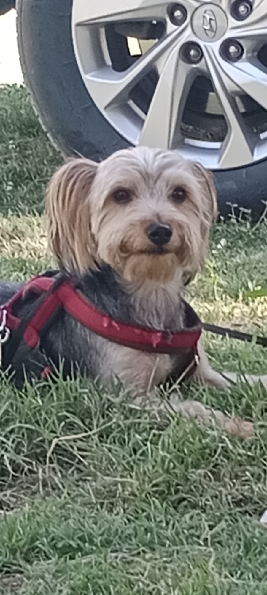 A small, light-colored dog with tan fur and dark eyes is lying on green grass. The dog is wearing a red harness with black accents and a black leash. In the background, a silver car wheel is visible. The scene appears to be outdoors, possibly in a park or grassy area. There is no discernible information to locate this scene in Milagros, Spain.