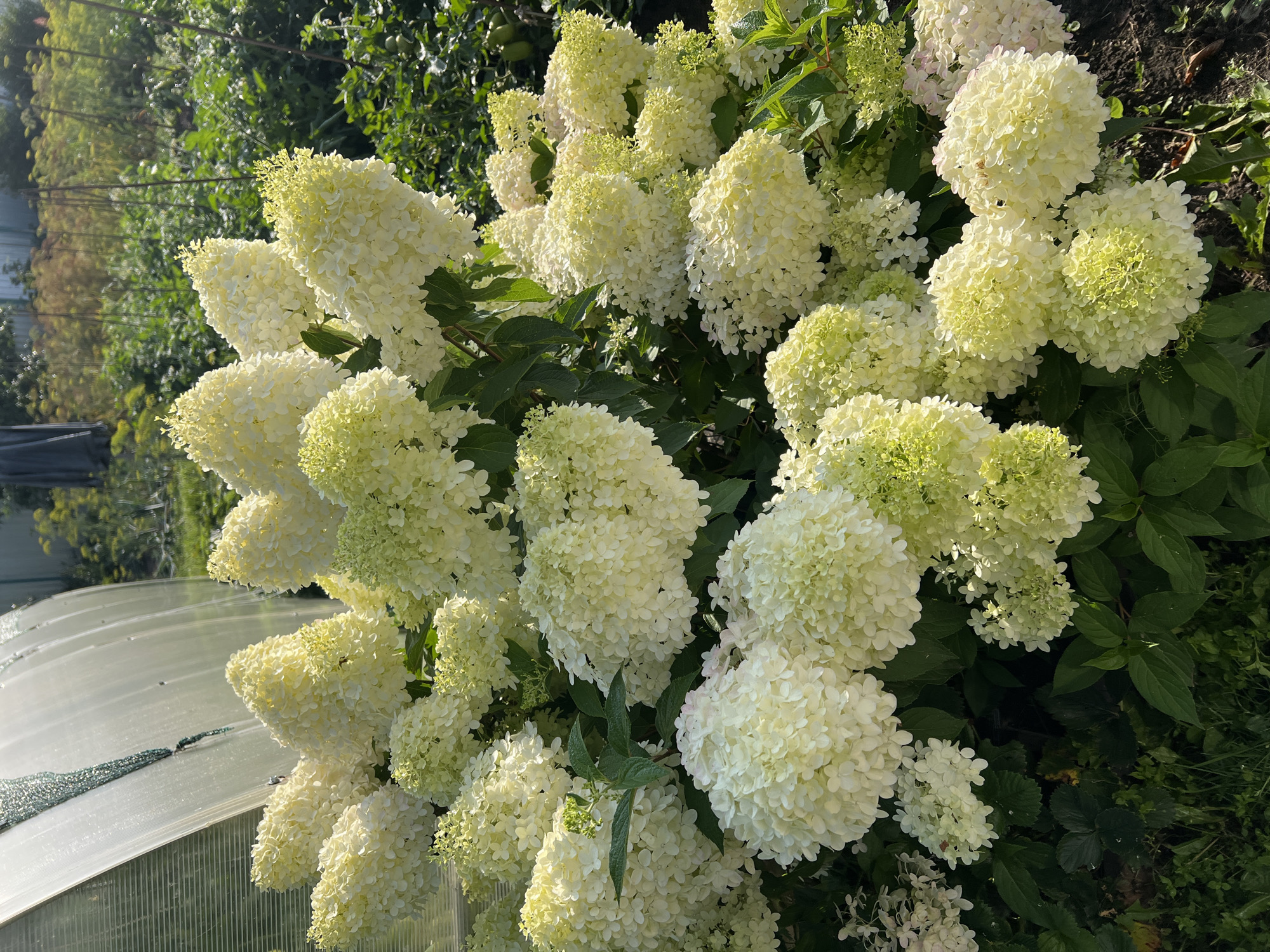 A close-up, high-angle shot showcases a vibrant display of white and pale green hydrangea flowers in full bloom. The flowers, densely packed and conical in shape, dominate the foreground and midground of the image. Some of the blooms exhibit a slightly pinkish hue. Lush green foliage and leaves are interspersed among the flowers, providing a rich contrast. In the background, to the left, a portion of a clear plastic greenhouse structure is visible, with a green mesh netting attached. The ground appears to be dark soil with scattered dried leaves and some green grass. The scene is illuminated by bright sunlight, creating highlights and shadows on the flowers and foliage. The overall impression is one of a flourishing garden on a sunny day, possibly located in Pivkino, Russia, a village known for its agricultural activities.