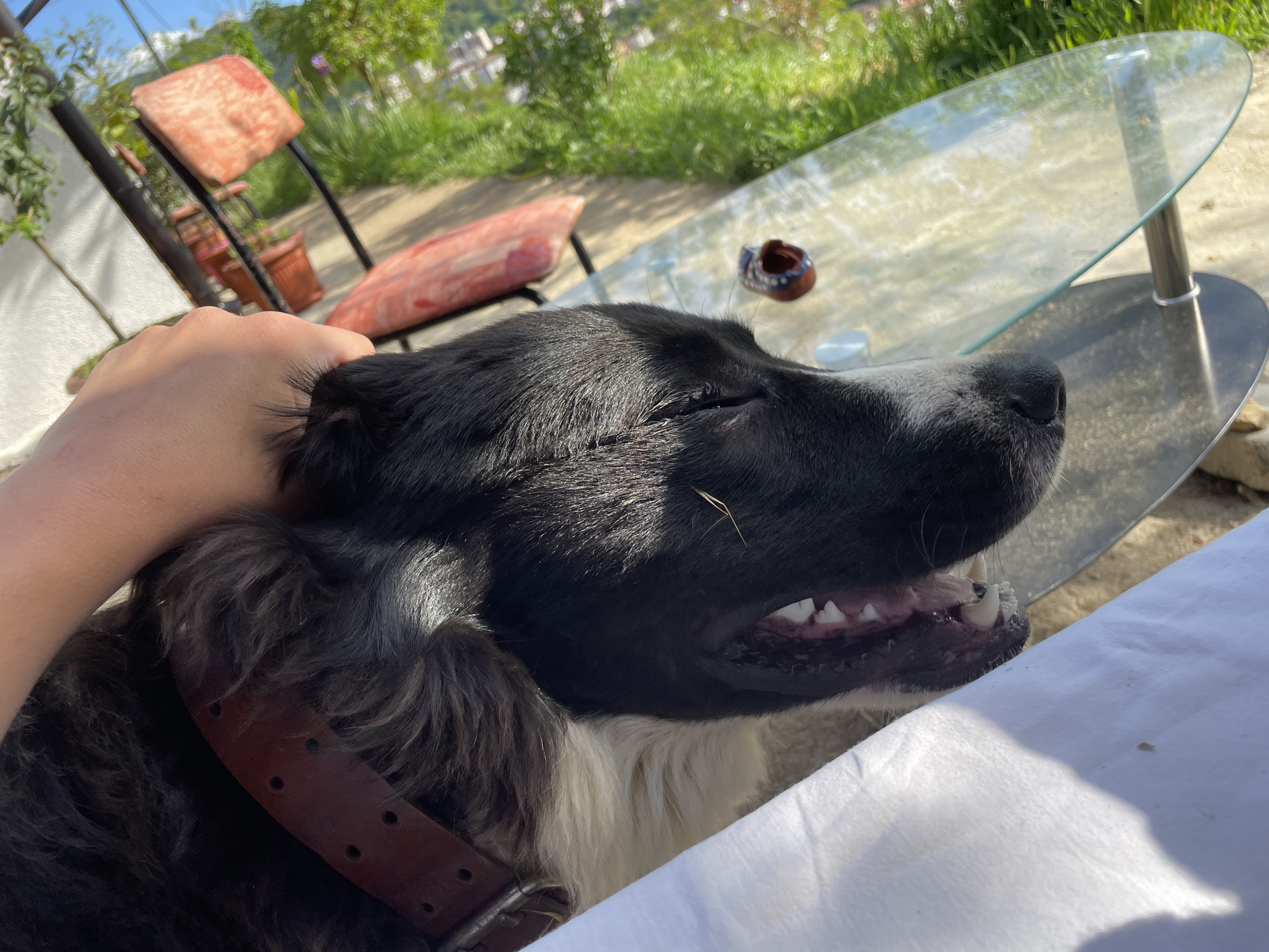 The image shows a black and white dog being petted by a person. The dog is wearing a brown collar and its mouth is slightly open, revealing its teeth. In the background, there is a glass table and chairs with red cushions. The scene appears to be outdoors, possibly in a garden or patio area. Based on the metadata, the location is Zlatograd, Bulgaria.