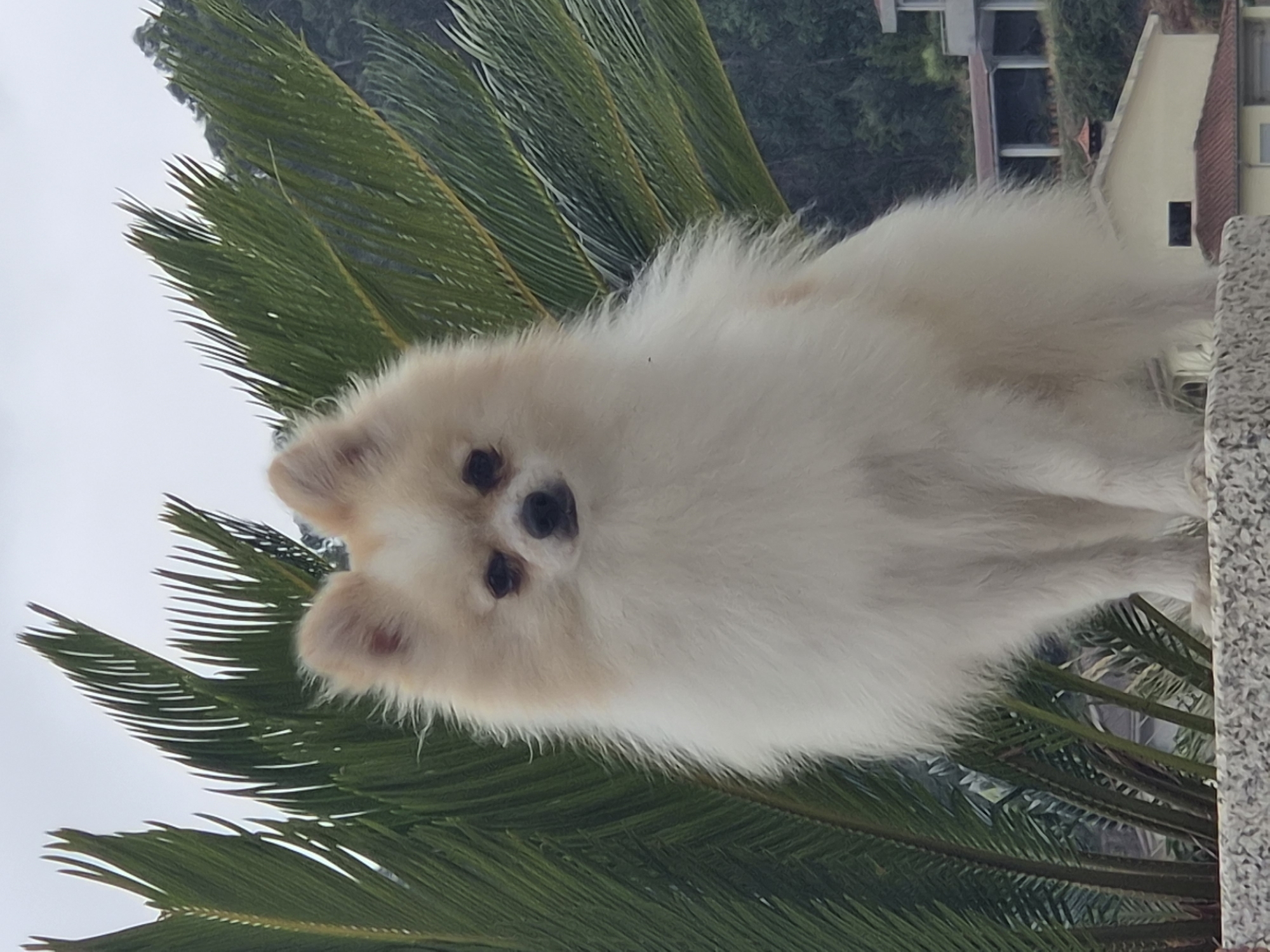 A Pomeranian dog sits on a stone wall, with large palm fronds framing it from the left and right. The dog has white and cream-colored fur and is looking directly at the camera. In the background, there are houses on a hillside covered in greenery. The sky is overcast. The image appears to be taken in a residential area, possibly in Barcelos, Portugal.