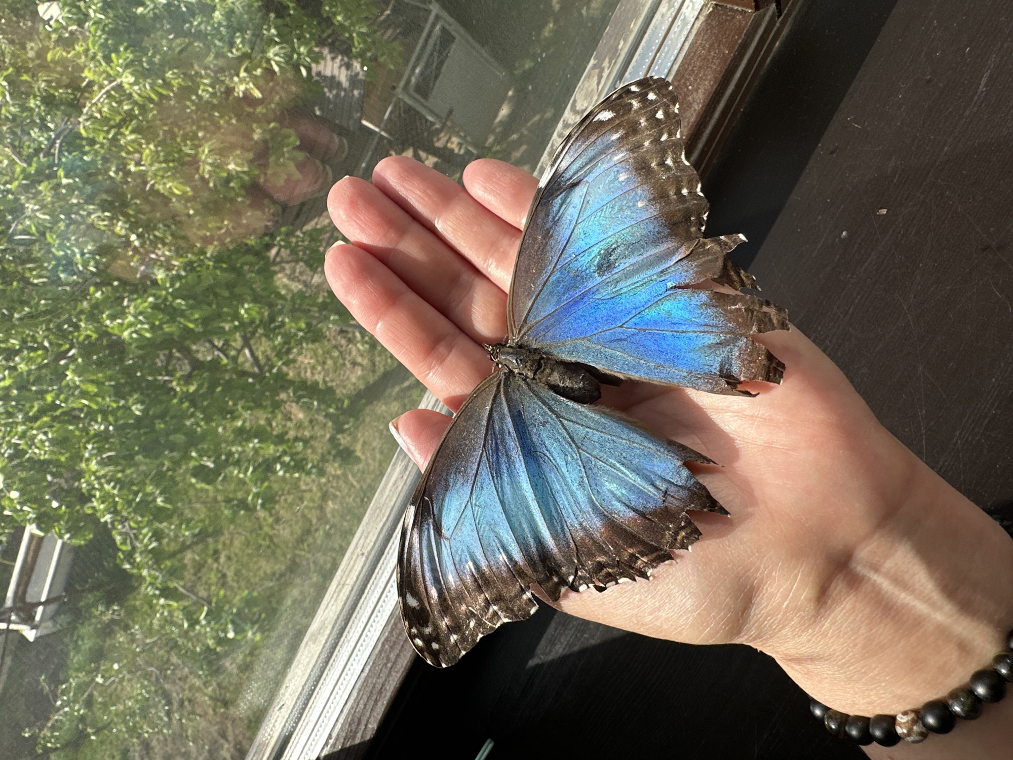 A person's hand holds a large dead iridescent blue butterfly with brown edges and tattered wings. The hand has a beaded bracelet on the wrist. The background is a window with a view of green trees and foliage outside. The windowsill and a dark surface are also visible. It is difficult to tell from the image that this is located in Chaikovsky, Russia.