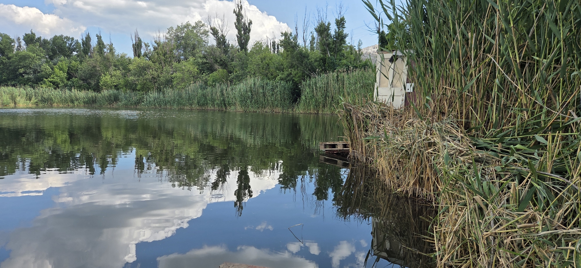 A wide-angle, eye-level, outdoor shot shows a body of water with reflections of trees and clouds. The water is calm and mirrors the lush green trees and tall reeds lining the bank. To the right, a makeshift structure is visible, constructed from what appears to be reclaimed materials, including a wooden pallet floating near the shore and a small, weathered building or shelter with a white door and brown siding, partially obscured by the dense reeds. The sky above is partly cloudy, with white clouds interspersed with blue sky. The overall scene depicts a natural, somewhat overgrown waterside environment with signs of human intervention.