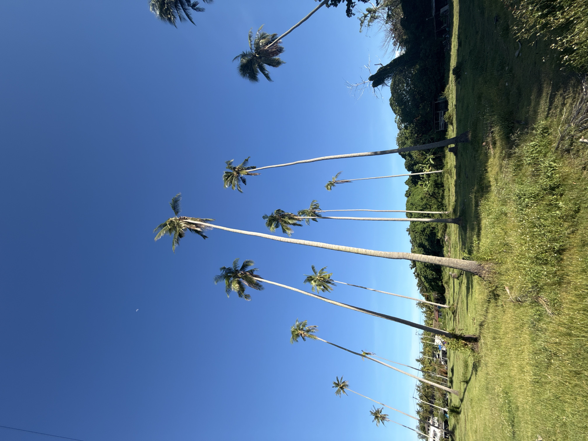 A low-angle, wide shot captures a cluster of tall, slender coconut palm trees against a clear, bright blue sky with a faint crescent moon visible. The foreground is a grassy field with patches of taller weeds and scattered leaves. Some of the palm trees are leaning at various angles, with their fronds appearing dry and sparse. In the background, a line of denser green foliage forms a backdrop to the palms, and beyond that, hints of buildings and structures can be seen, suggesting a semi-rural or coastal environment. The lighting indicates it is daytime, likely morning or late afternoon due to the clear sky and shadows. The scene is devoid of any people or animals. The overall impression is one of a tropical landscape in Baan Harn, Thailand.