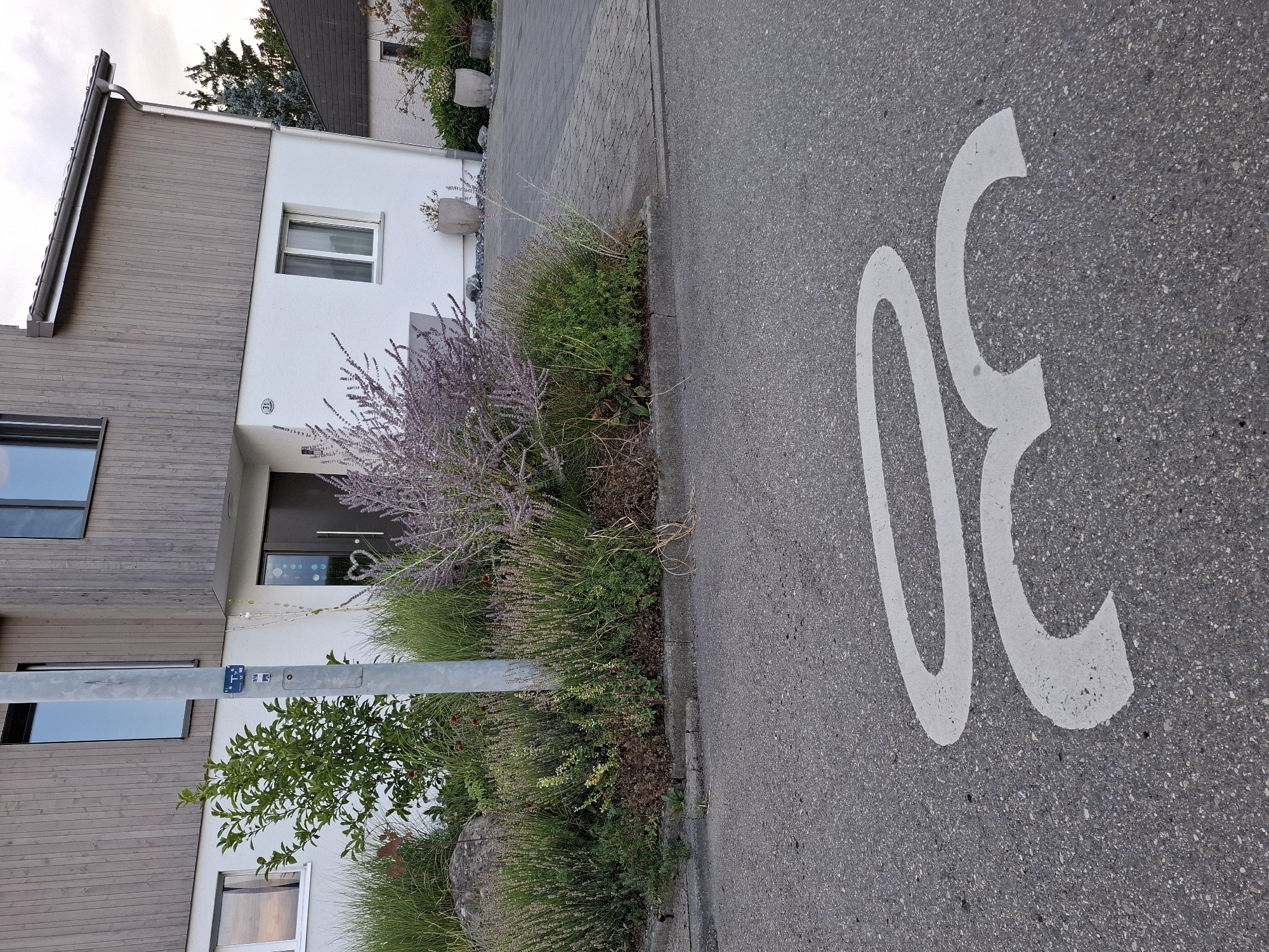 The image shows a street in the city of Hochdorf, Switzerland, with a building and landscaping in the background. The foreground features a painted "30" speed limit sign on the asphalt road. The building is modern, with light-colored walls and a dark wooden upper section. A metal lamppost stands in front of the building, adorned with a blue sign. Lush green and purple vegetation, including ornamental grasses and flowering plants, surrounds the base of the building and the lamppost. The road is paved with asphalt, and a section of cobblestone pavement is visible to the right, leading towards the building's entrance. The sky is overcast.
