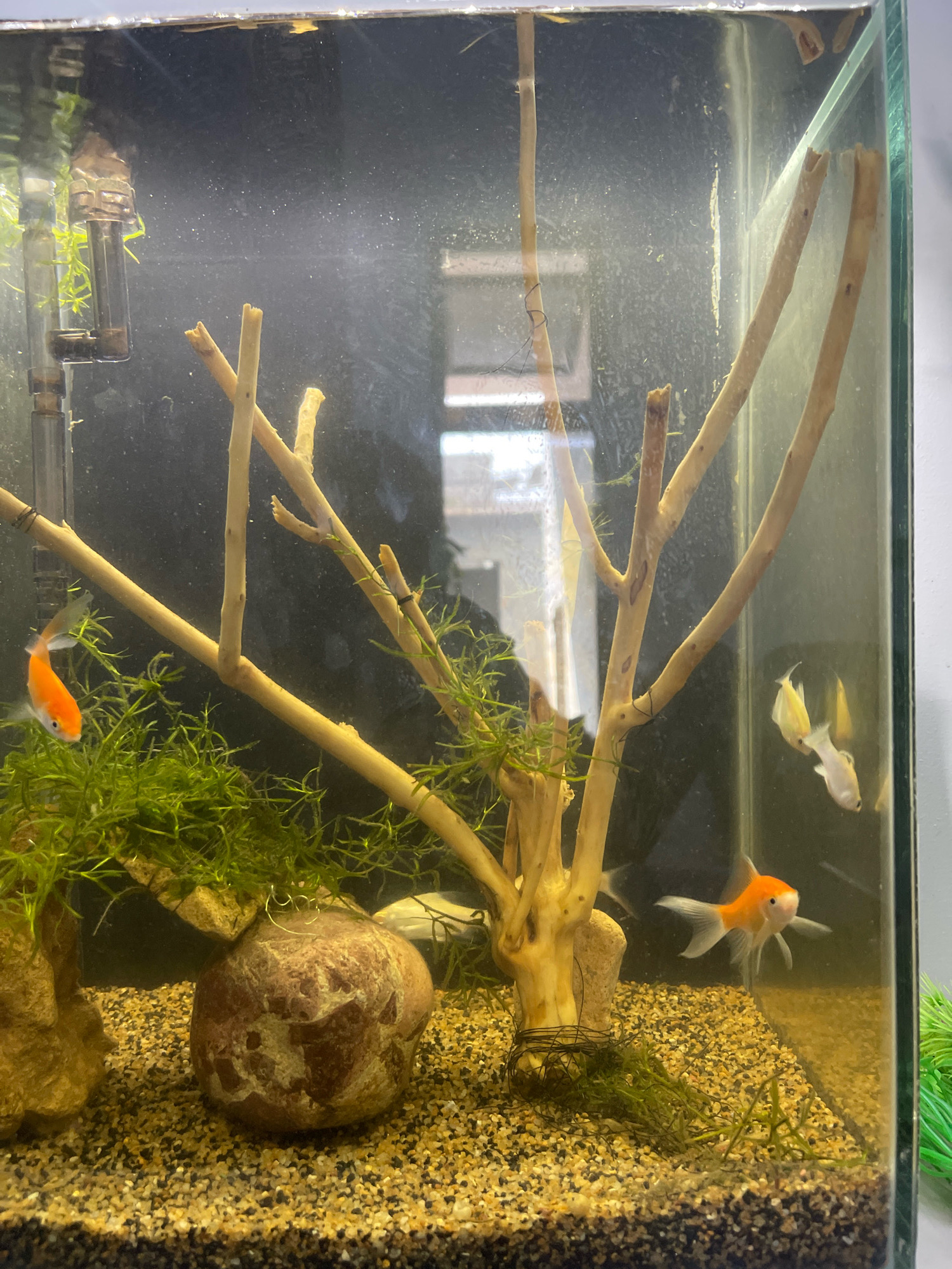 An indoor aquarium tank contains several small goldfish swimming amongst aquatic plants and driftwood branches. The substrate is composed of gravel. A filtration system is visible at the top left of the tank. The overall scene depicts an aquarium environment.