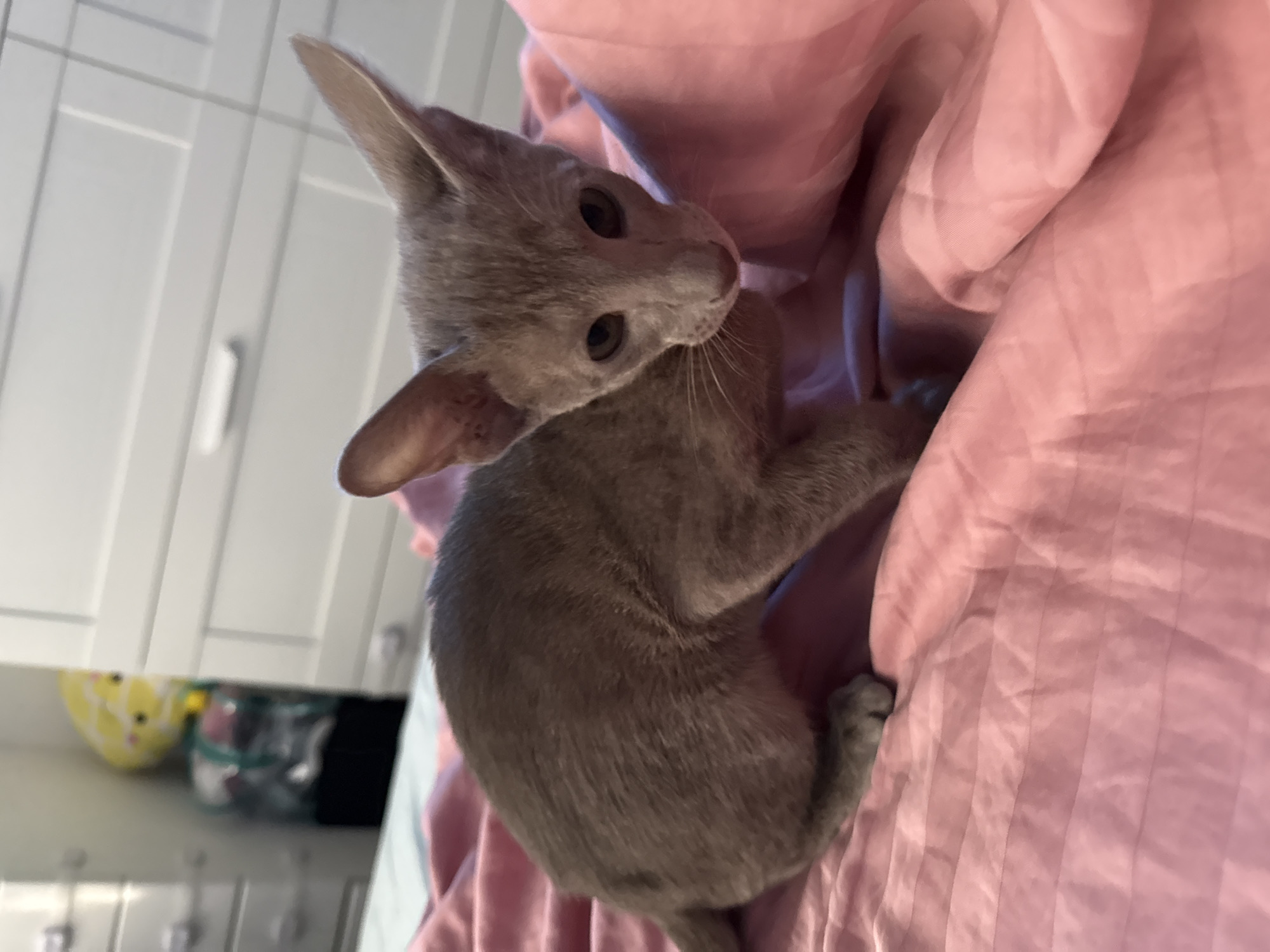 A grey kitten with large ears sits on a pink, striped blanket. The kitten is facing forward, looking at the camera with large, dark eyes. Its body is angled slightly to the left, with its front paws tucked beneath it. The background is blurred, showing a white dresser with a yellow object on top. The scene appears to be indoors.