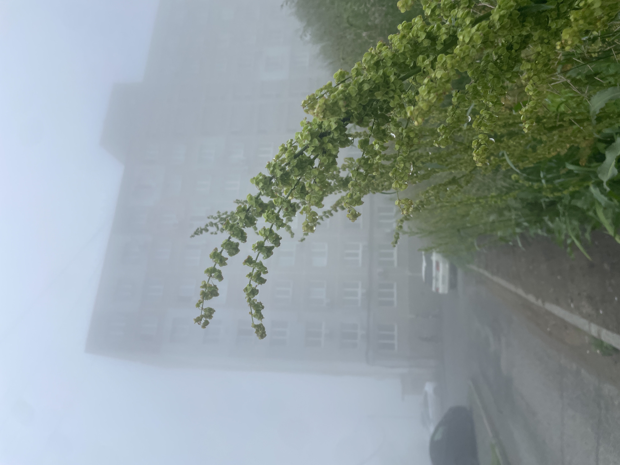 A tall, multi-story building, appearing somewhat dilapidated, is shrouded in thick fog. In the foreground, a branch of green foliage with small seed pods, some with visible water droplets, extends into the frame from the right. The foliage is in focus, contrasting with the blurred background. A paved road runs alongside the building, with several cars partially visible through the fog. The overall scene suggests a damp, overcast day in an urban environment. The architectural style of the building is consistent with residential buildings found in Vladivostok, Russia.