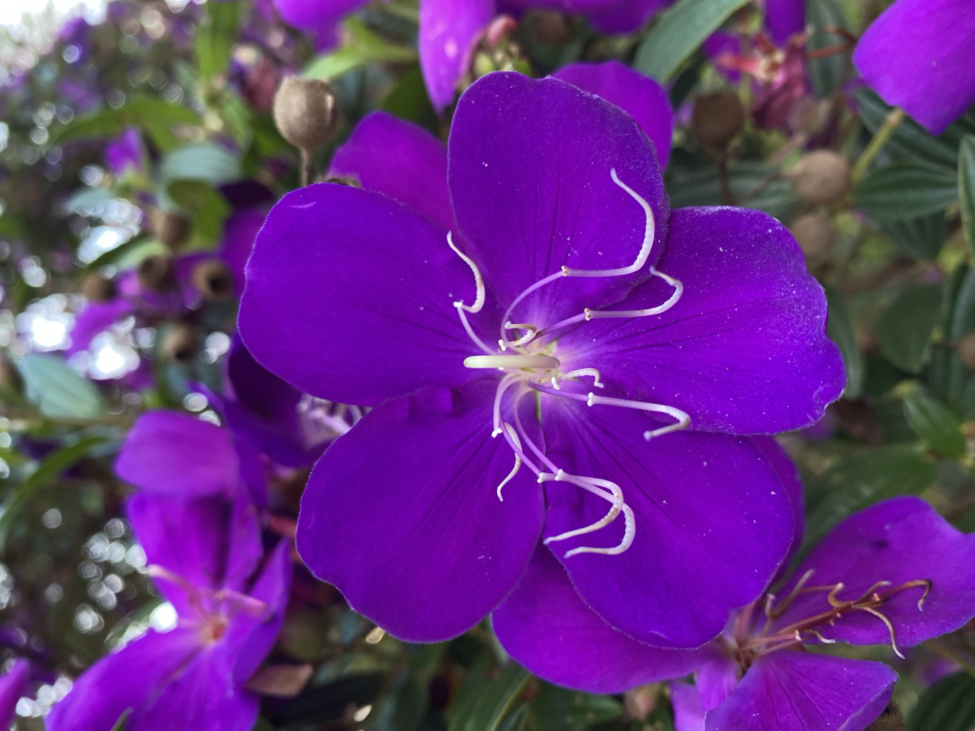 A close-up, eye-level, vertical shot showcases a vibrant purple flower in bloom. The flower, with its five delicate petals, occupies the center of the frame. Its stamens, a pale yellow with wispy white filaments, arch outwards from the flower's core. The petals are soft with a slightly fuzzy texture along their edges, and a light dusting of pollen is visible on their surface. The background is a soft blur of green foliage and other purple flowers, with out-of-focus bokeh lights suggesting a bright, possibly sunny environment. No people are present in the image. The location is a garden or natural setting, likely in Thôn 3, Vietnam, given the context.