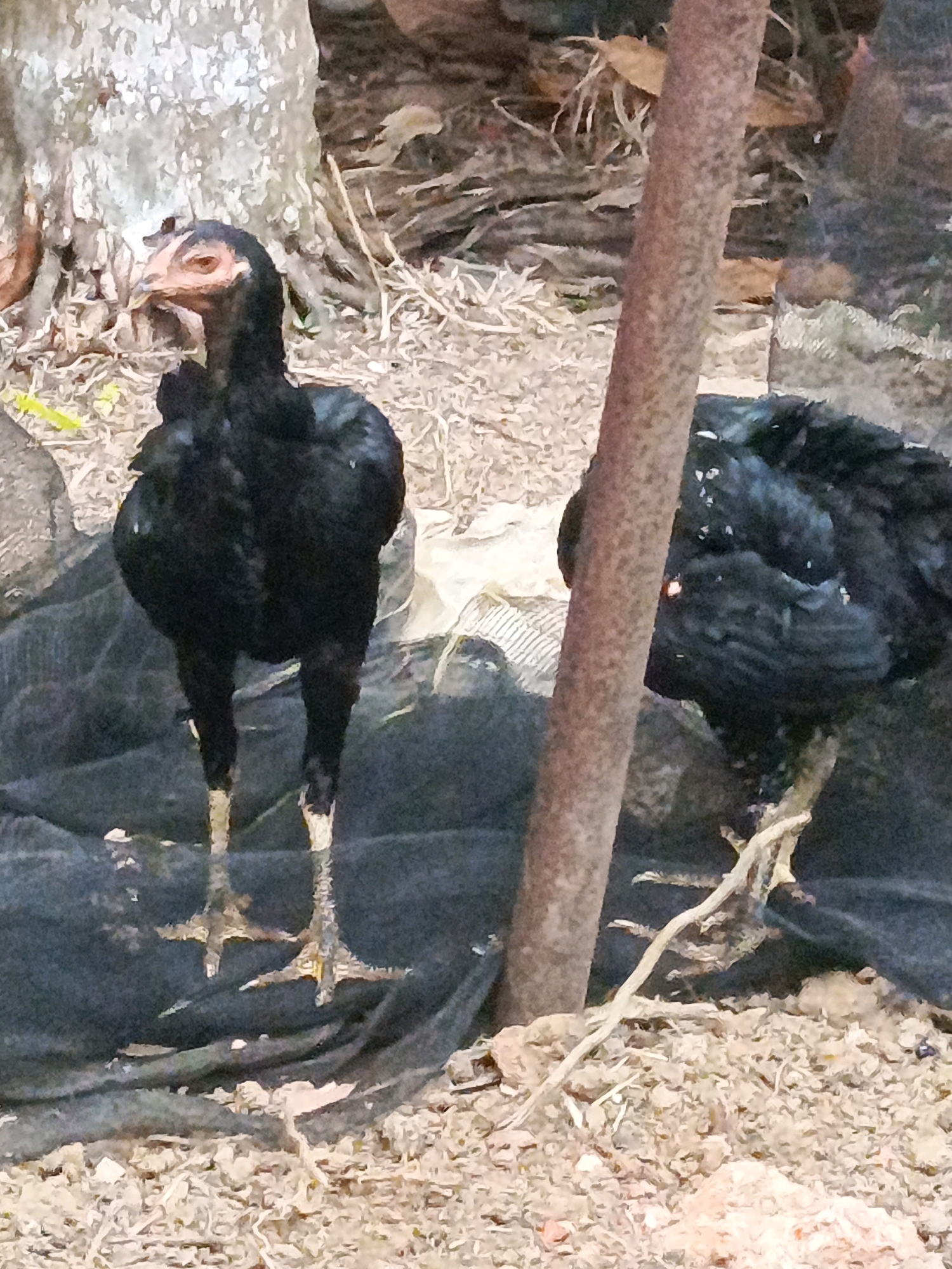 The image depicts a close-up view of two black chickens standing on a dark fabric surface, with a rough, textured pole in the foreground. The chicken on the left is facing forward, displaying its head with an orange eye and beak, and its legs. The chicken on the right is partially obscured by the pole, with its back to the viewer. The ground surrounding the chickens is covered in dry leaves and small stones, suggesting an outdoor environment. The background is blurred, showing a tree trunk and more foliage. The scene appears to be an outdoor enclosure or natural habitat.
