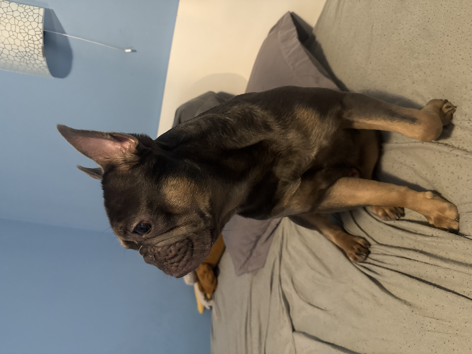 A French Bulldog is sitting on a bed with gray sheets and a gray pillow. The dog is facing left, looking away from the camera. The background includes a blue wall and a white headboard. There is also a lamp with a patterned shade on the wall. The dog has dark brown fur with tan markings on its legs and face. The scene is indoors, likely in a bedroom. The image does not provide any information about the location in the city of Burgas, Bulgaria.
