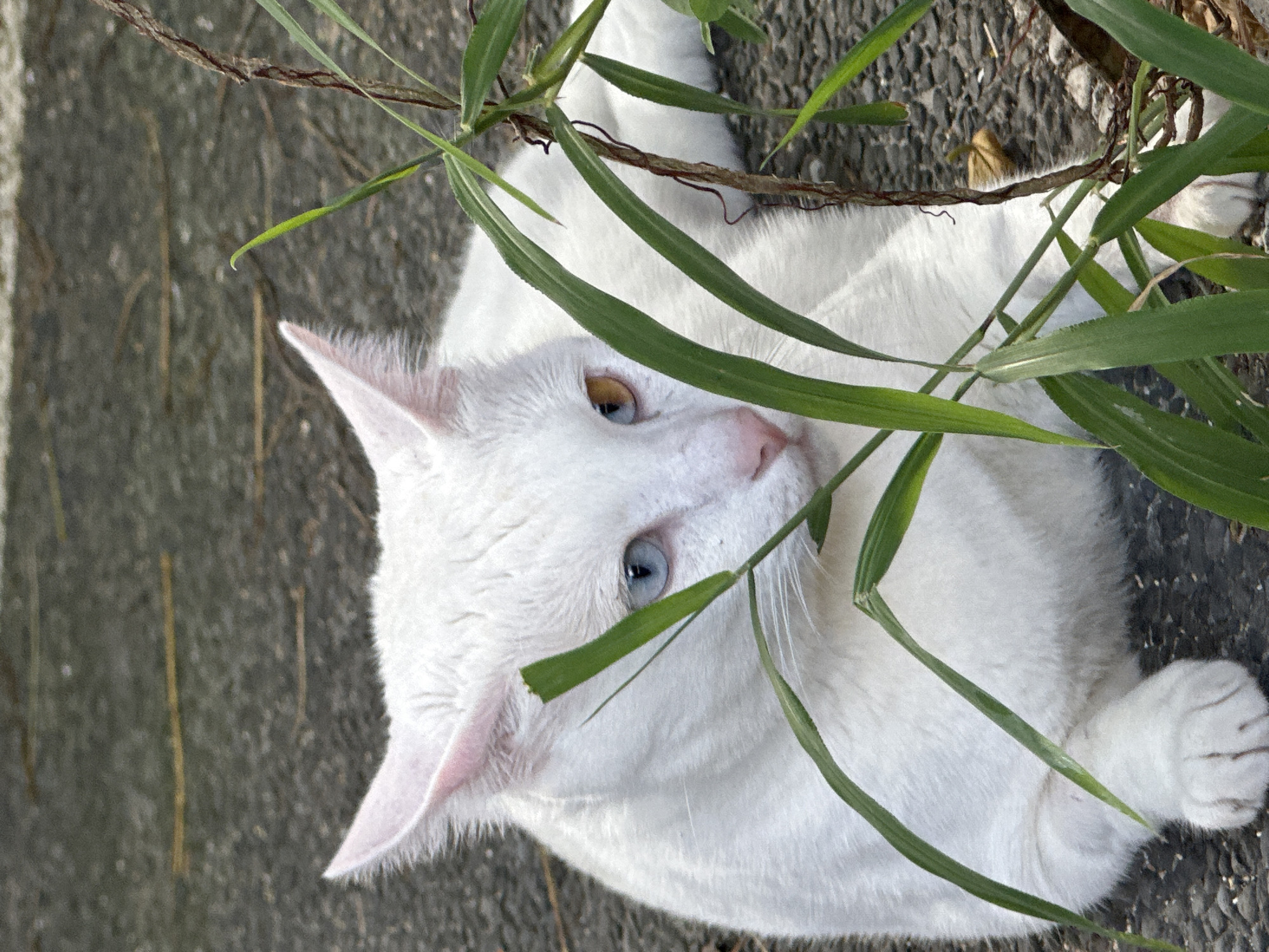 A white cat with heterochromia, meaning it has two different colored eyes (one blue, one amber), is lying on a paved surface. The cat is partially obscured by green foliage. The environment appears to be outdoors, possibly in a garden or a roadside area in Sukawati, Indonesia. The paved surface is dark gray and has a textured appearance, with small pebbles visible. The foliage consists of long, green blades of grass and a thin, brown vine. The cat's fur is clean and white. Its ears are pointed and pink inside. Its nose is a light pink color. The cat's posture suggests it is resting or observing its surroundings. No people are present in the image. The lighting indicates it is daytime, with sunlight casting shadows.