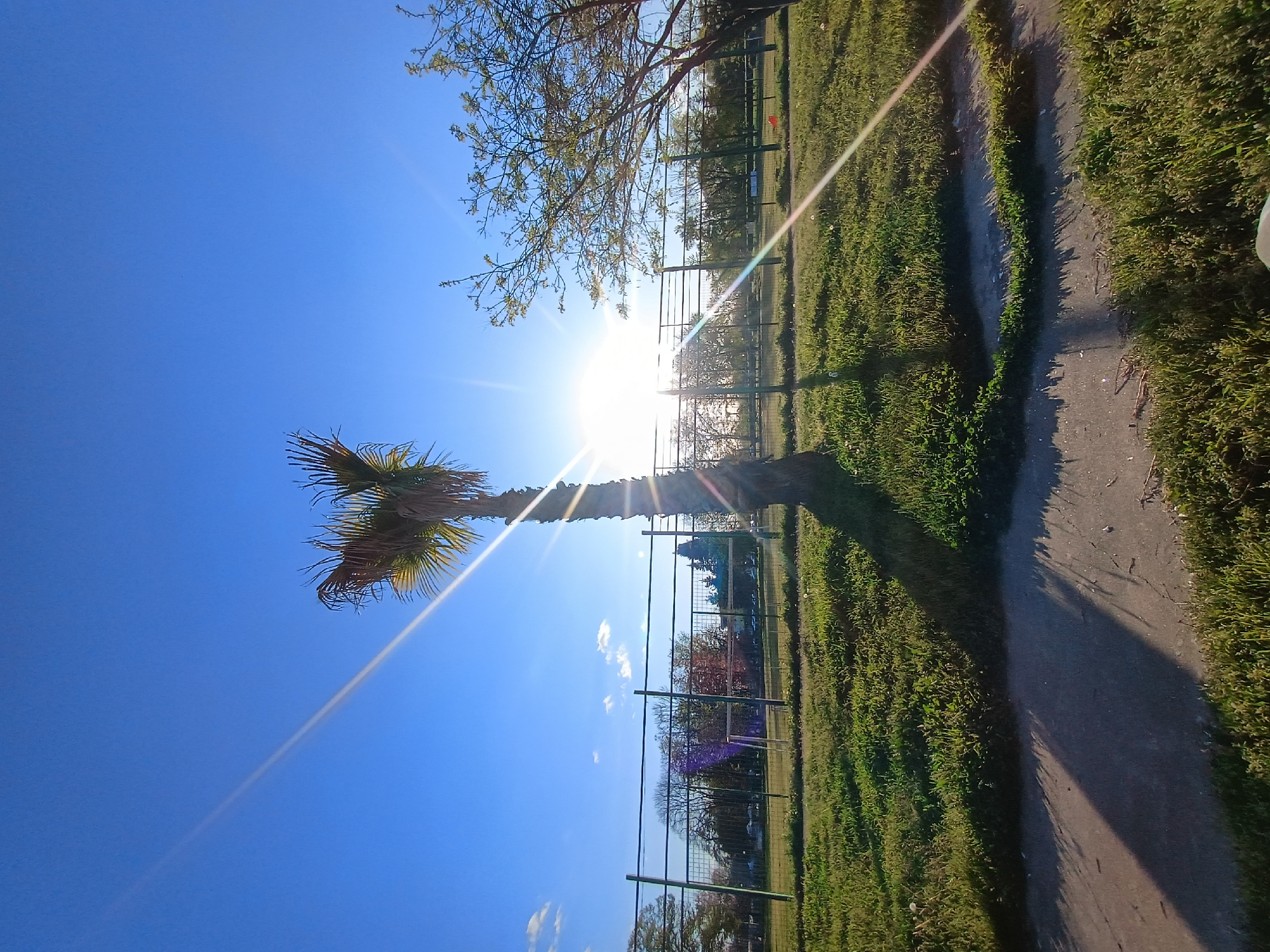 The image depicts a bright, sunny outdoor scene, likely a park or green space in Plovdiv, Bulgaria. The perspective is tilted, showcasing a vast expanse of clear, vibrant blue sky across the top half of the frame. The sun, positioned towards the upper right when viewed correctly, emits powerful rays and a distinct lens flare, indicative of either early morning or late afternoon light.
A prominent palm tree stands on the left side of the image, its fronds partially silhouetted against the brilliant sky. Another tree with sparse branches and early spring foliage is visible in the upper right corner. The ground below is covered in lush green grass, intersected by a dirt or paved path that runs from the bottom right towards the middle ground. Long, sharp shadows are cast across the grass and path by the palm tree and other unseen elements, consistent with the low angle of the sun.
In the middle distance, a series of metal fences or enclosures delineate different sections of the landscape. Beyond these fences, additional trees and possibly distant structures are faintly visible, partially obscured by the bright light and shadows. No people or specific activities are taking place, contributing to a serene and tranquil atmosphere. The weather is unmistakably clear and sunny. No visible text is present in the image.