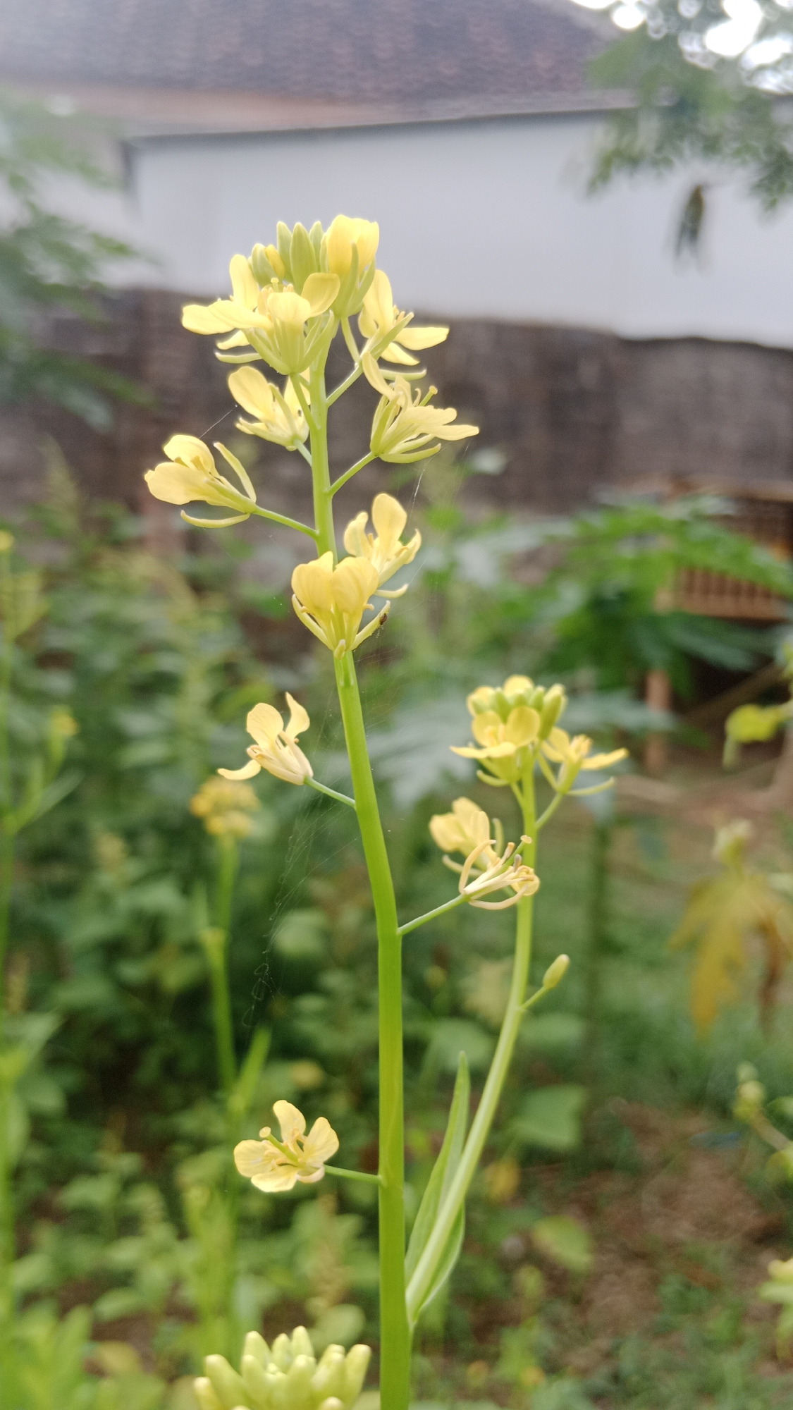In Srono, Indonesia, a close-up vertical shot focuses on a stalk of small yellow flowers. The flowers are clustered towards the top of the stalk, with some individual blooms extending outwards. Delicate spiderwebs are visible clinging to the stem and surrounding the flowers. The background is a blurred mixture of green foliage, suggesting an outdoor garden or natural setting. A light-colored building with a tiled roof is faintly visible in the upper portion of the frame. The overall impression is of a serene, natural scene captured in detail.
