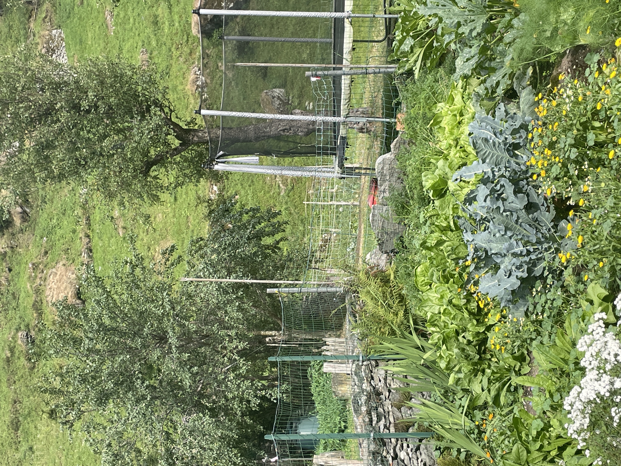 The image depicts a backyard garden in Alagna Valsesia, Italy, with a lush variety of plants, including leafy greens, broccoli, and flowering plants. A trampoline with a safety net is visible in the background, along with a stone wall and a wire fence. The garden is situated on a slope, with a grassy hillside and trees in the distance, suggesting a rural or semi-rural setting. The overall impression is one of a cultivated space in a natural environment.