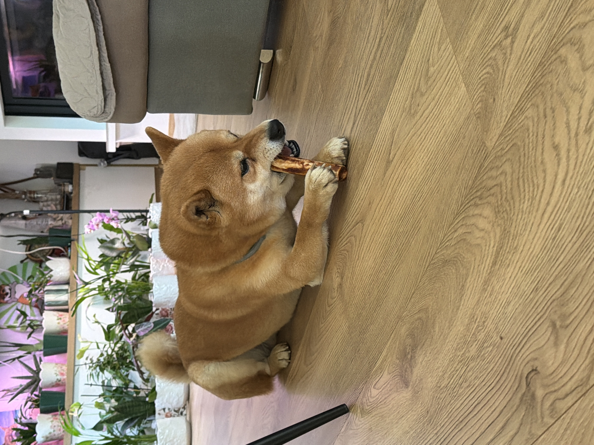 A medium shot captures a Shiba Inu dog lying on a wooden floor, engrossed in chewing a bone. The dog is predominantly reddish-brown with a fluffy tail curled over its back. Its eyes are partially closed, focused on the bone held between its paws. In the background, a shelf is laden with numerous potted plants, creating a green, leafy backdrop. To the right of the dog, a portion of a muted grey sofa with a beige throw blanket is visible. The setting appears to be an indoor environment, possibly a home in Priseltsi, Bulgaria, with the wooden flooring and abundance of houseplants suggesting a domestic space. A black metal tripod leg is partially visible on the left side of the frame.