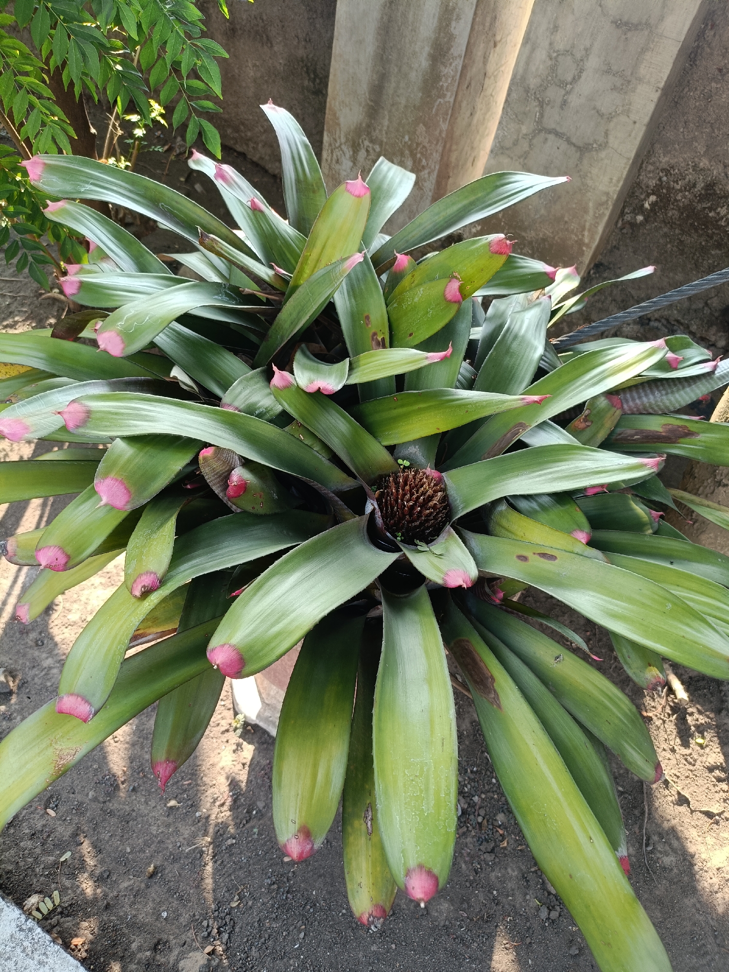 A close-up, top-down shot captures a vibrant bromeliad plant with long, green, sword-like leaves that are tipped with bright pink. The plant is centrally located and appears healthy, with the exception of a few brown spots on some of the leaves. In the background, a weathered concrete wall and a dark, textured surface, possibly soil or a paved area, suggest an outdoor setting. Sunlight casts shadows on the ground, indicating it is daytime. To the left, lush green foliage from another plant is visible, creating a contrast of textures and colors. The scene is likely a residential or public garden area in Kediri City, Indonesia, given the plant's tropical appearance and common ornamental use in the region. There are no people or animals present in the image.