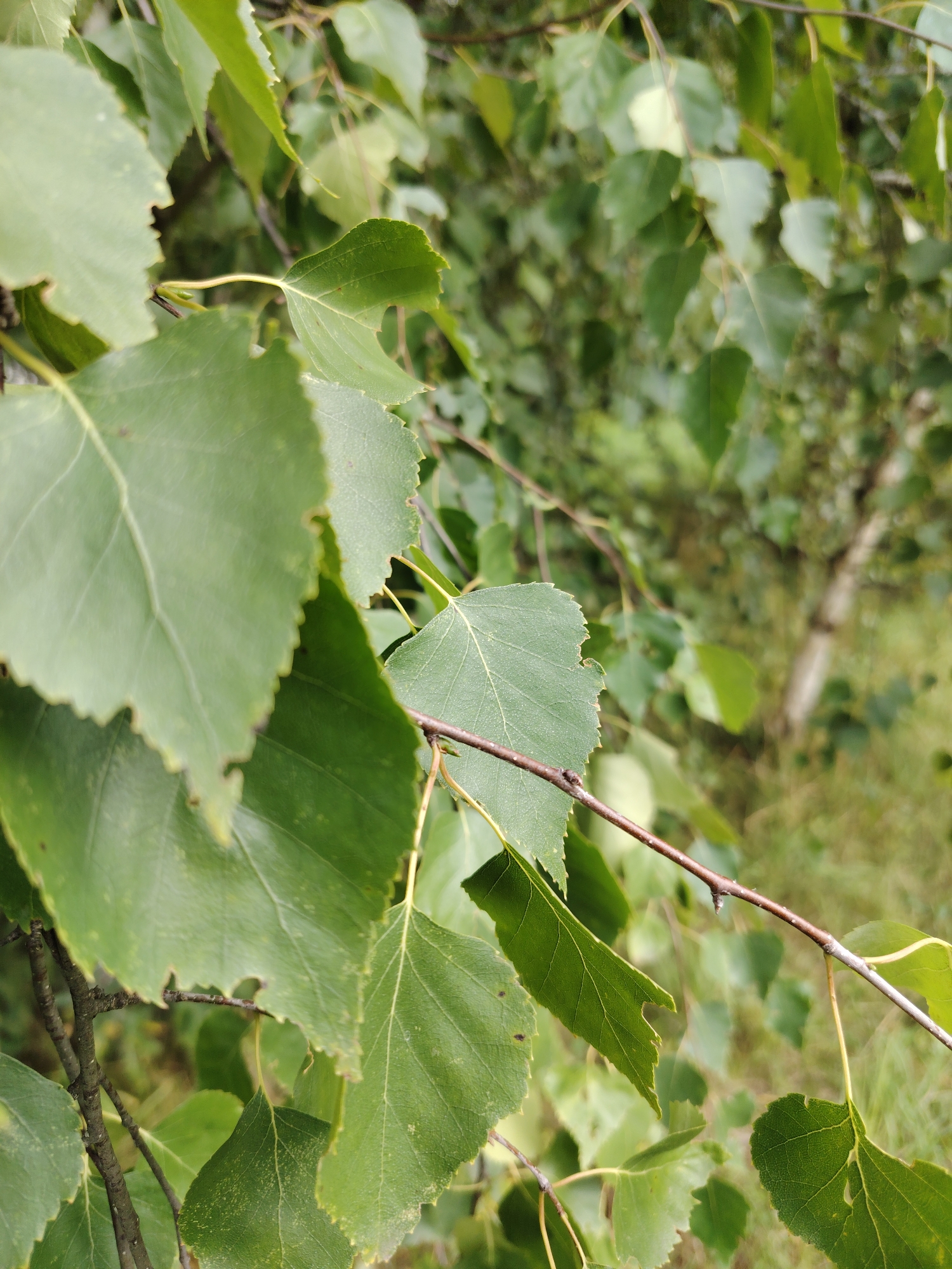 This is a close-up, eye-level, outdoor, daylight photograph taken in Zelenograd, Russia, focusing on a cluster of green birch tree leaves and branches. The leaves are predominantly a vibrant green, with some showing signs of minor damage, such as small notches along the edges. Vein patterns are visible on the surfaces of the leaves. The branches are thin and brown, with some thinner yellow stems extending from them. In the background, the scene is blurred, but hints of more foliage, a light-colored tree trunk, and green grass can be discerned, suggesting a natural, park-like environment. No people or animals are present in the image.