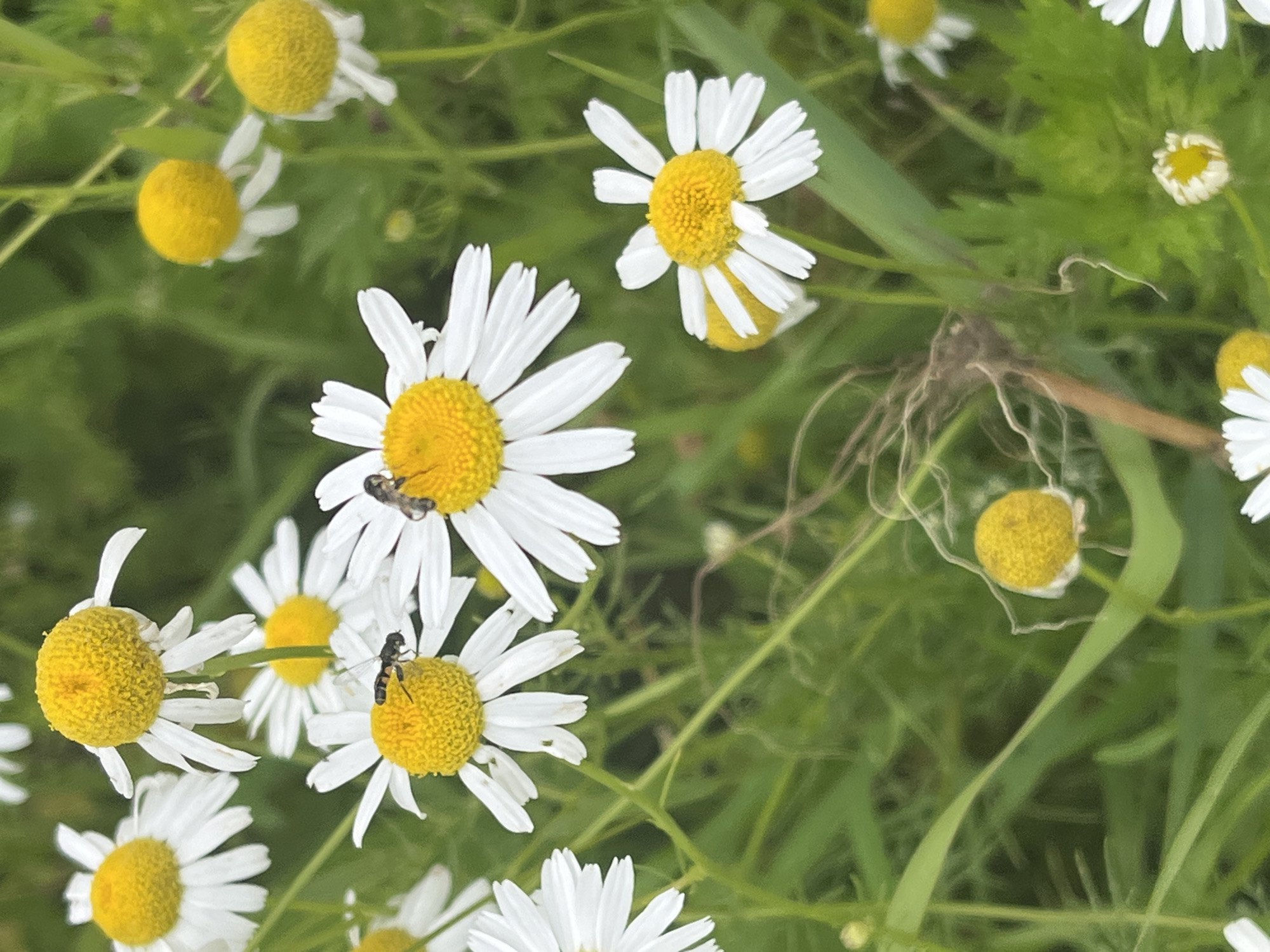 This is a close-up, eye-level photograph of a cluster of wild chamomile flowers in a natural, outdoor setting. The flowers have bright yellow centers and white ray petals. Two small insects, possibly flies, are visible on the petals of different flowers, appearing to be feeding or resting. The background consists of out-of-focus green foliage, suggesting a garden or meadow. The lighting appears to be natural daylight. The scene does not depict any urban elements or identifiable landmarks of Dyatlitsy, Russia, beyond the potential flora.