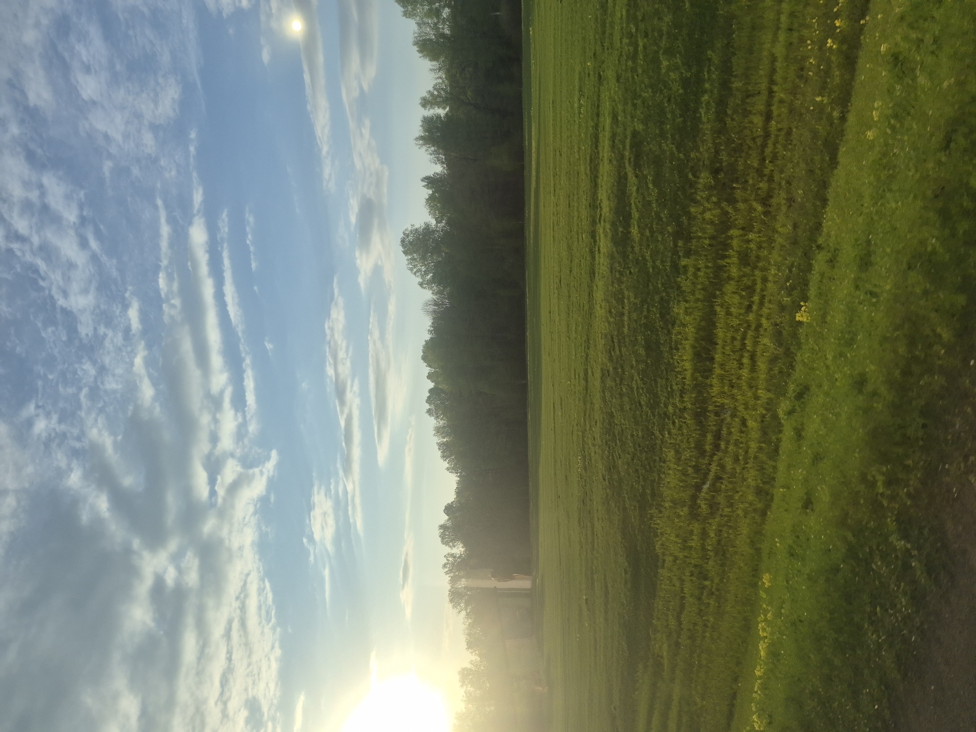 The image depicts a landscape at Arkhangel'skoe, Russia, with a grassy field on the right, a line of trees in the center, and a blue sky with scattered clouds on the left. The sun is visible low in the sky, casting a bright light over the scene. No people or animals are immediately apparent. The field appears to be well-maintained, and the trees are dense. The overall impression is one of a peaceful, rural scene.