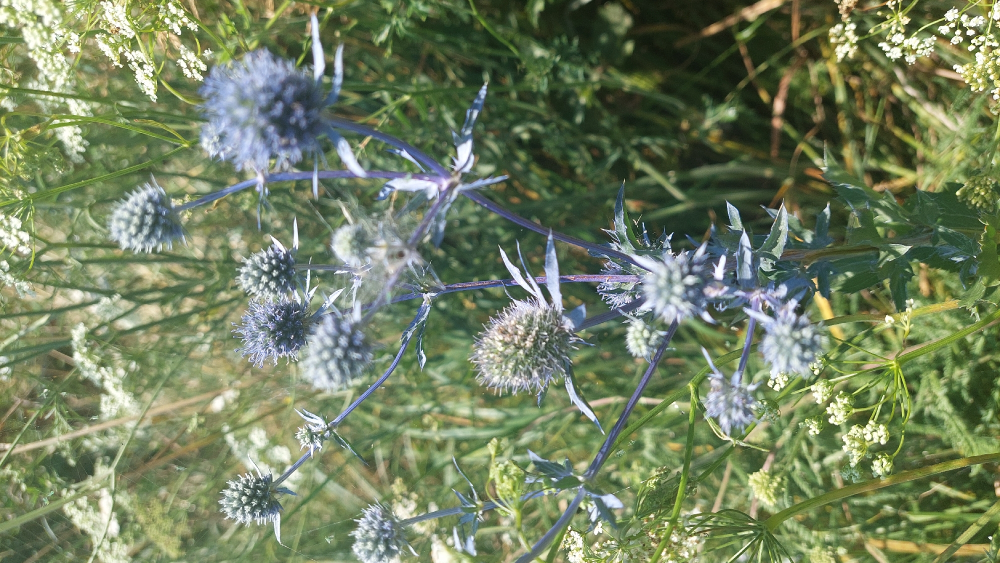 The image displays a cluster of blue thistle-like flowers with spiky heads, set against a backdrop of green grass and smaller white flowers. The flowers have thin, purplish stems and spiky leaves. The overall impression is one of a wild, natural environment. The scene is a close-up shot, likely taken outdoors during daylight hours. There are no people or animals visible in the image. The location is identified as Kozarovychi, Ukraine.