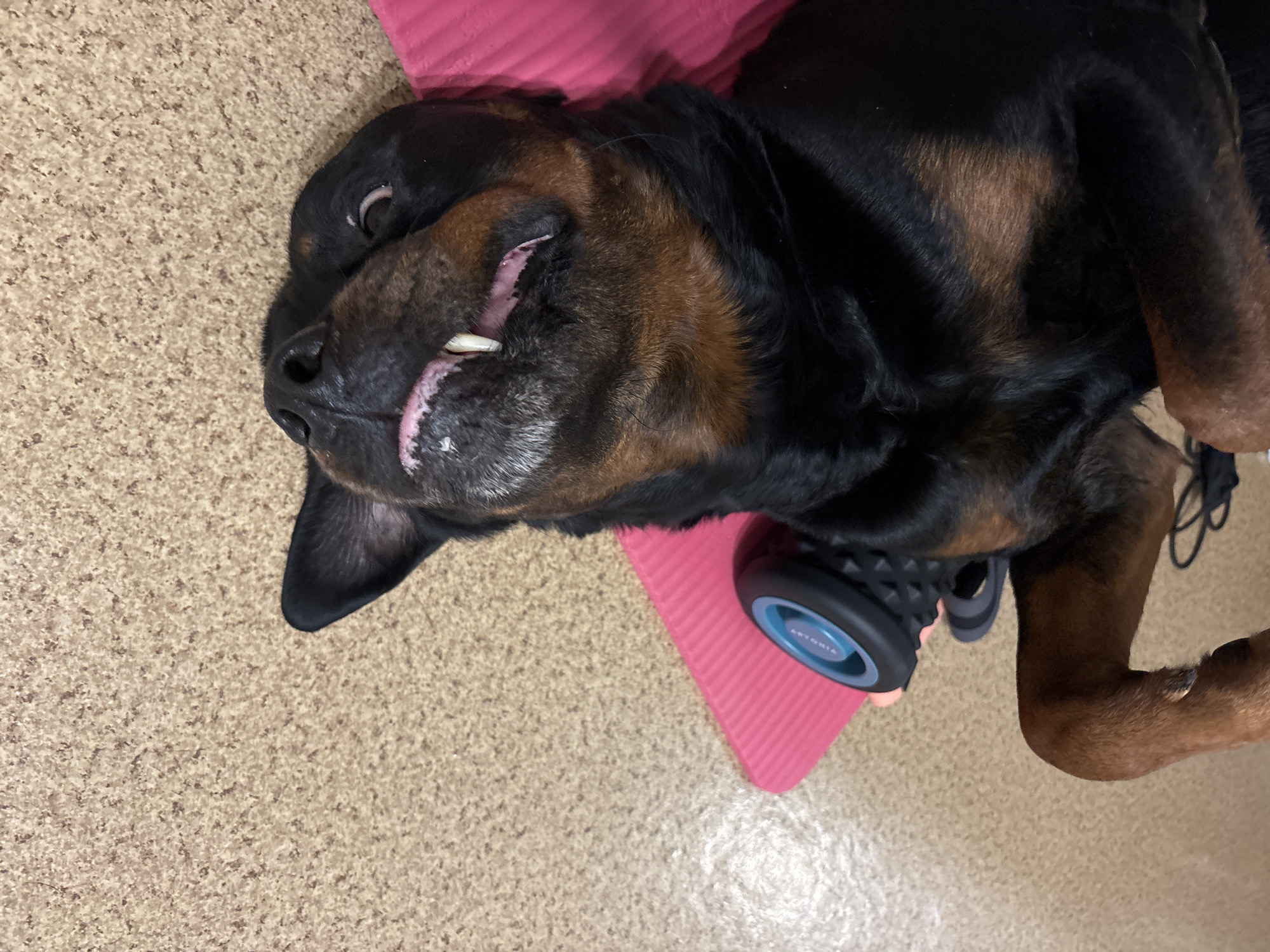 The image shows a large Rottweiler dog lying on its back in an indoor setting in Perm, Russia. The dog is positioned on a pink mat, with its head tilted to the left. Its mouth is slightly open, revealing some teeth and part of its tongue, giving it a relaxed, almost comical expression. The dog's black fur with distinct tan markings is prominent. Near the dog's rear leg, a black and blue foam roller, bearing the brand name "ARTESIAN," is visible. The flooring is a light brown, speckled surface, resembling carpet or linoleum. The scene conveys a sense of peace and canine contentment, with the dog appearing to be resting or sleeping comfortably. The lighting suggests an indoor environment.