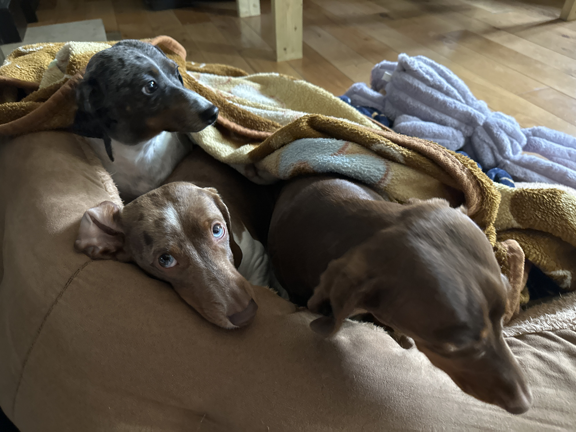 Three dachshund dogs are nestled in a brown dog bed with a tan and brown blanket partially covering them. To the left, a light brown dachshund with blue eyes rests its head on the edge of the bed. Above and slightly behind it, a dappled gray and white dachshund peers out from under the blanket. To the right, a dark brown dachshund is positioned with its head pointed towards the viewer. A light purple stuffed animal lies on the blanket, and in the background, wooden flooring and the leg of a wooden table are visible.