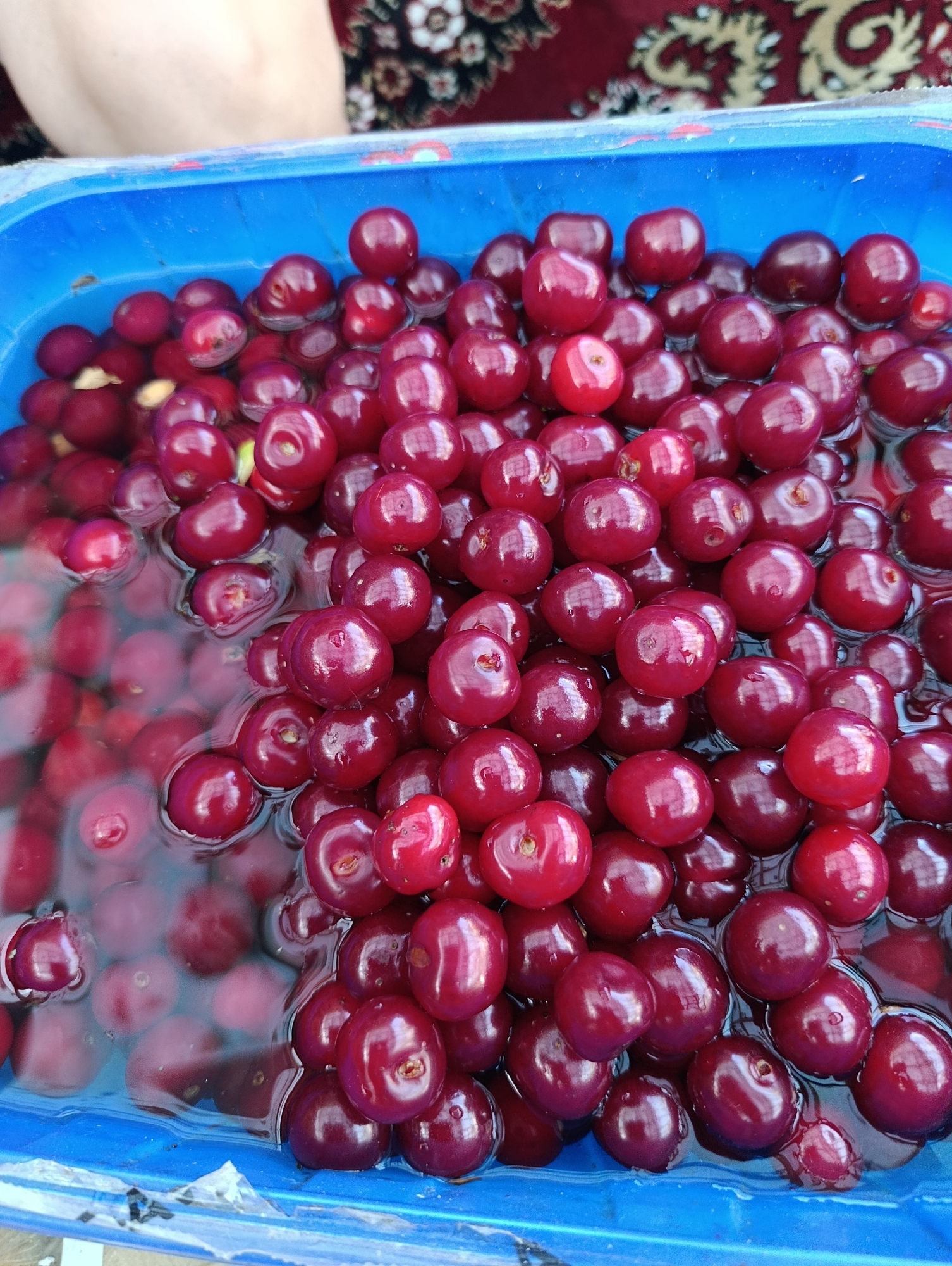 A close-up, overhead shot shows a blue plastic container filled with fresh, ripe cherries. The cherries are a deep red color and appear plump and juicy, many of them submerged in water. The container is filled to the brim, with cherries piled high and spilling over the edge in some areas. The lighting suggests it is daytime, and the overall scene is one of abundance and freshness, hinting at a harvest or preparation for a meal. There is no visible text in the image.